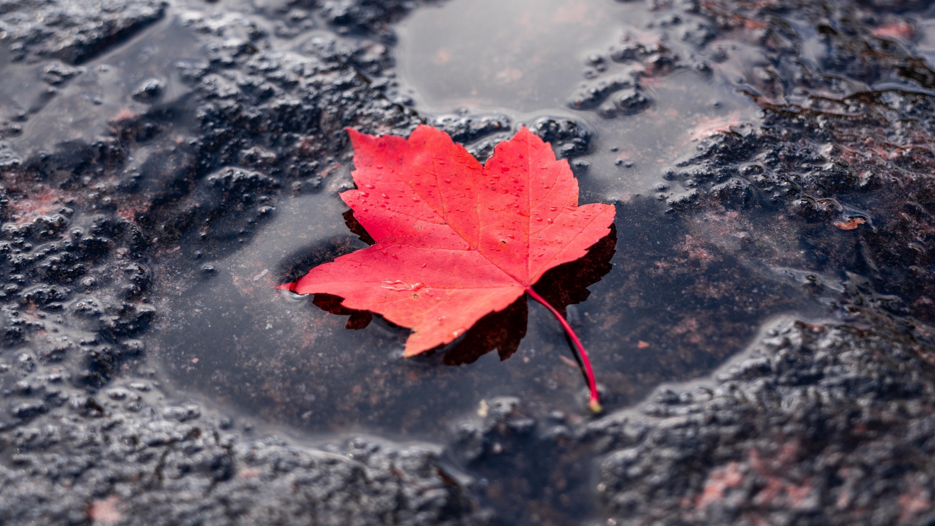 Wallpaper Leaf, Red, Puddle, Maple, Wet, After Rain - Maple Leaf - HD Wallpaper 