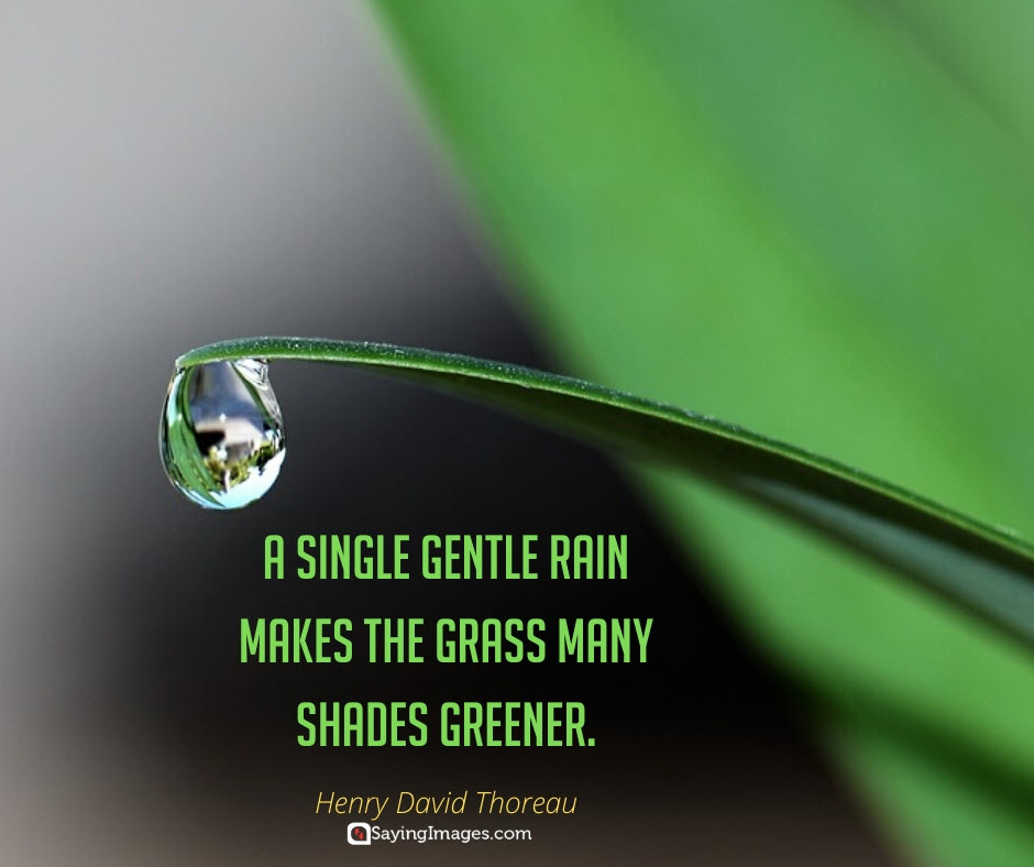Rain Green Quotes - Precious Unique Quotes - HD Wallpaper 