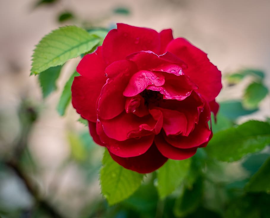 Rose, Blossom, Bloom, Wet, Petals, Red, Love, Rain, - Garden Roses - HD Wallpaper 