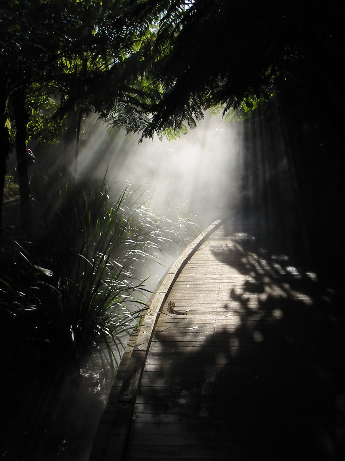 Rainy Wood, Shadow Nature Wallpaper Wallpaper - Jesus The Light In Darkness - HD Wallpaper 