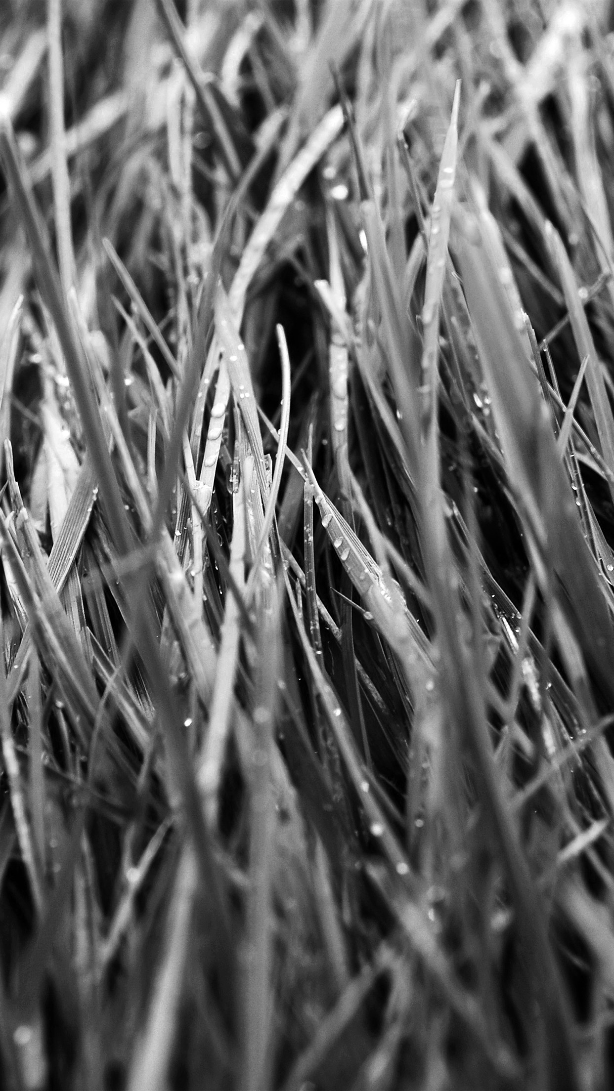 Grass Blades - HD Wallpaper 