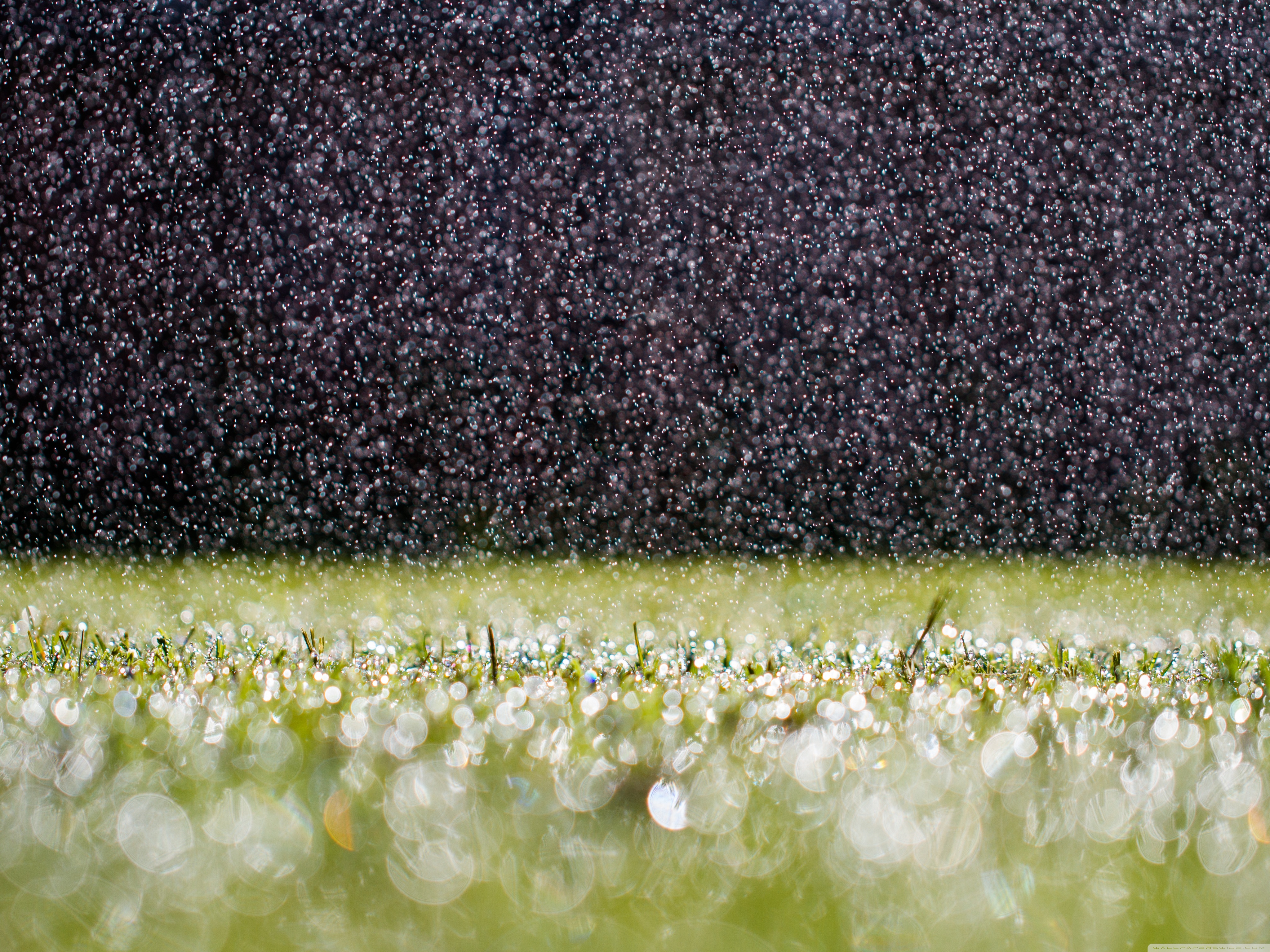 Summer Rain Desktop Backgrounds - HD Wallpaper 