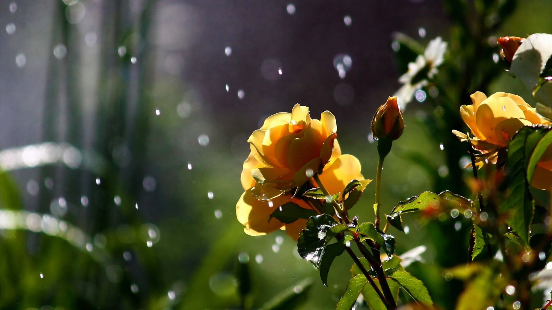 Nature Flowers Petals Plants Garden Rain Hd Wallpaper - Hd Flowers In Rain - HD Wallpaper 