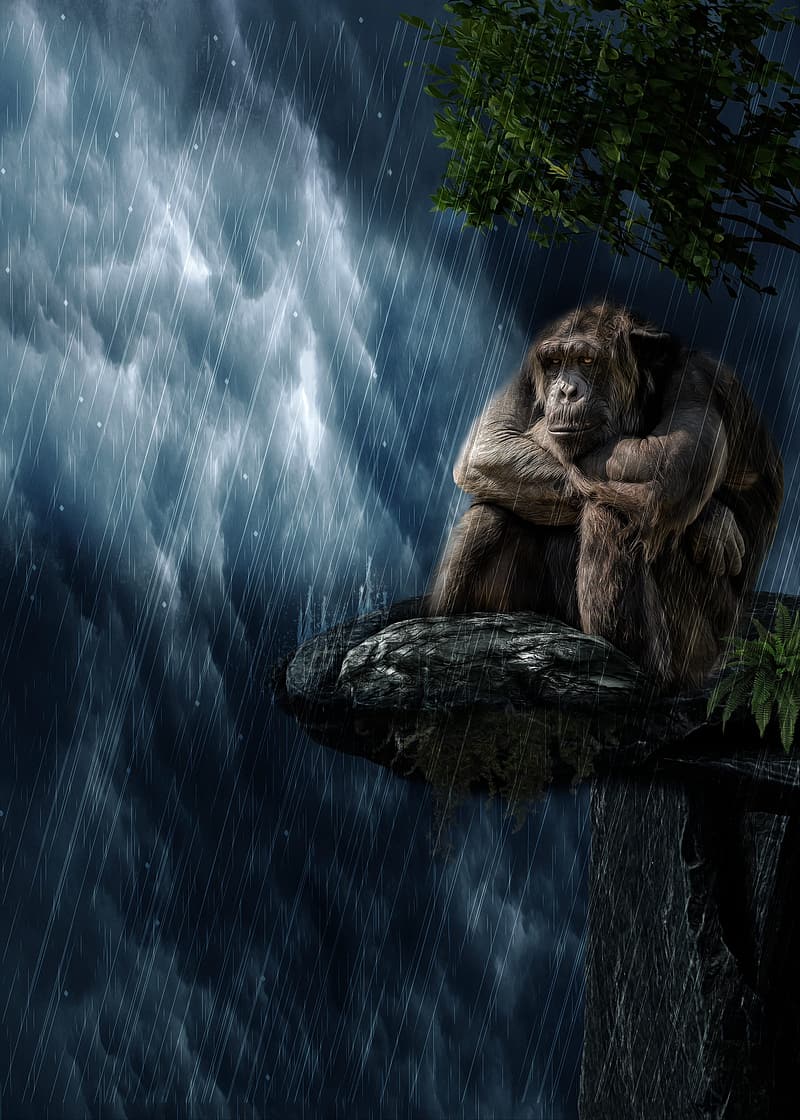 Brown Gorilla Sitting On Wooden Tree During Rain Wallpaper - Monkey In The Rain - HD Wallpaper 