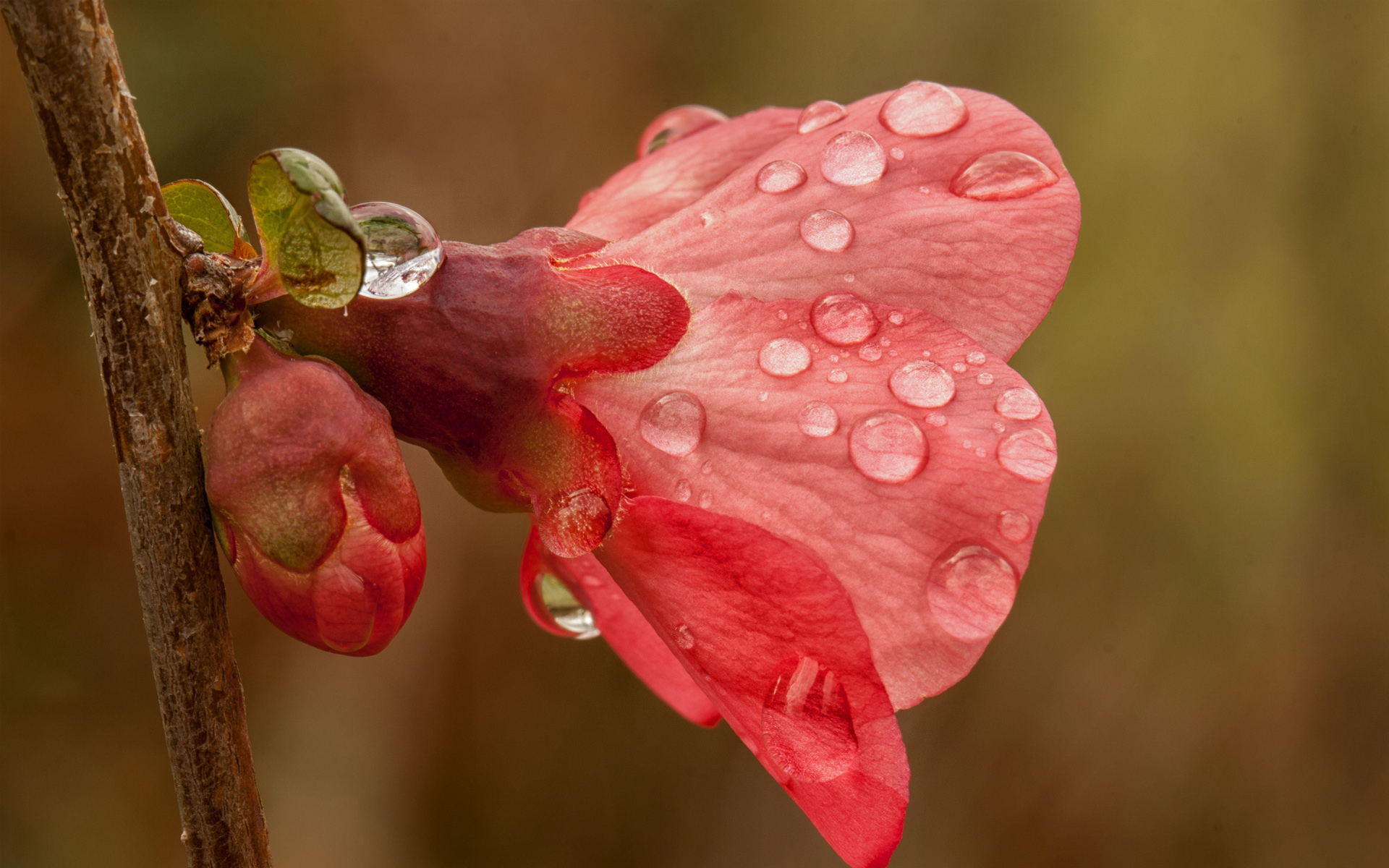Pink Flower With Rain Drops Wallpaper - Flowers With Rain Drops - HD Wallpaper 
