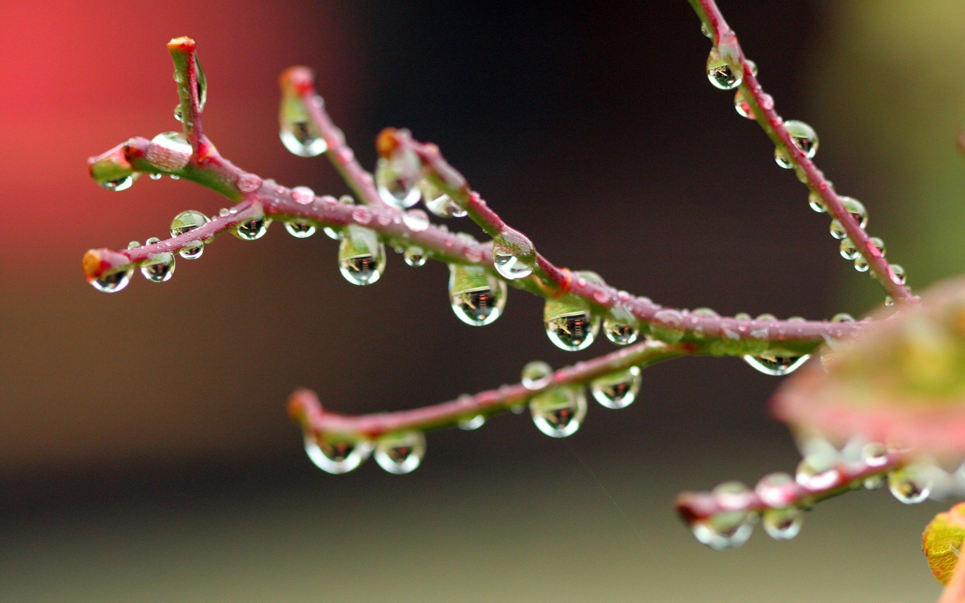 Raindrops Pictures - Rain Drops On Leaf - HD Wallpaper 