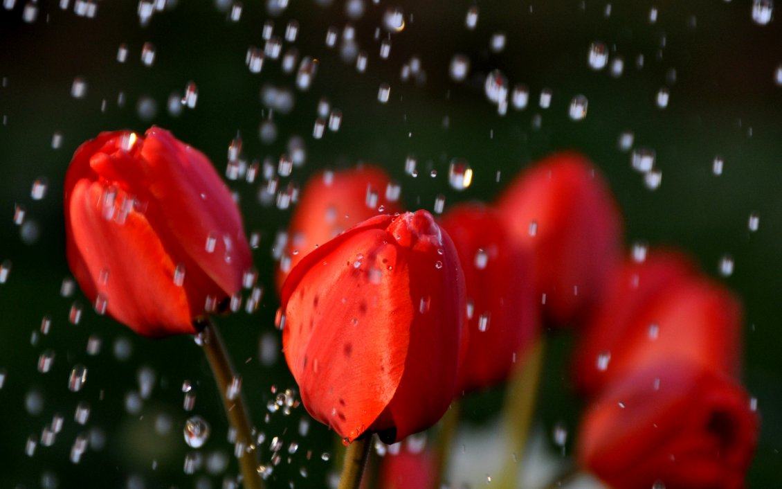 Download Wallpaper Beautiful Red Tulips In The Rain - Rain & Flowers Facebook Covers - HD Wallpaper 