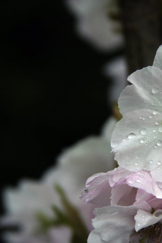 Flower, Flowers, Flora, Garden, Rain, Wet, Raindrop - Hydrangea - HD Wallpaper 