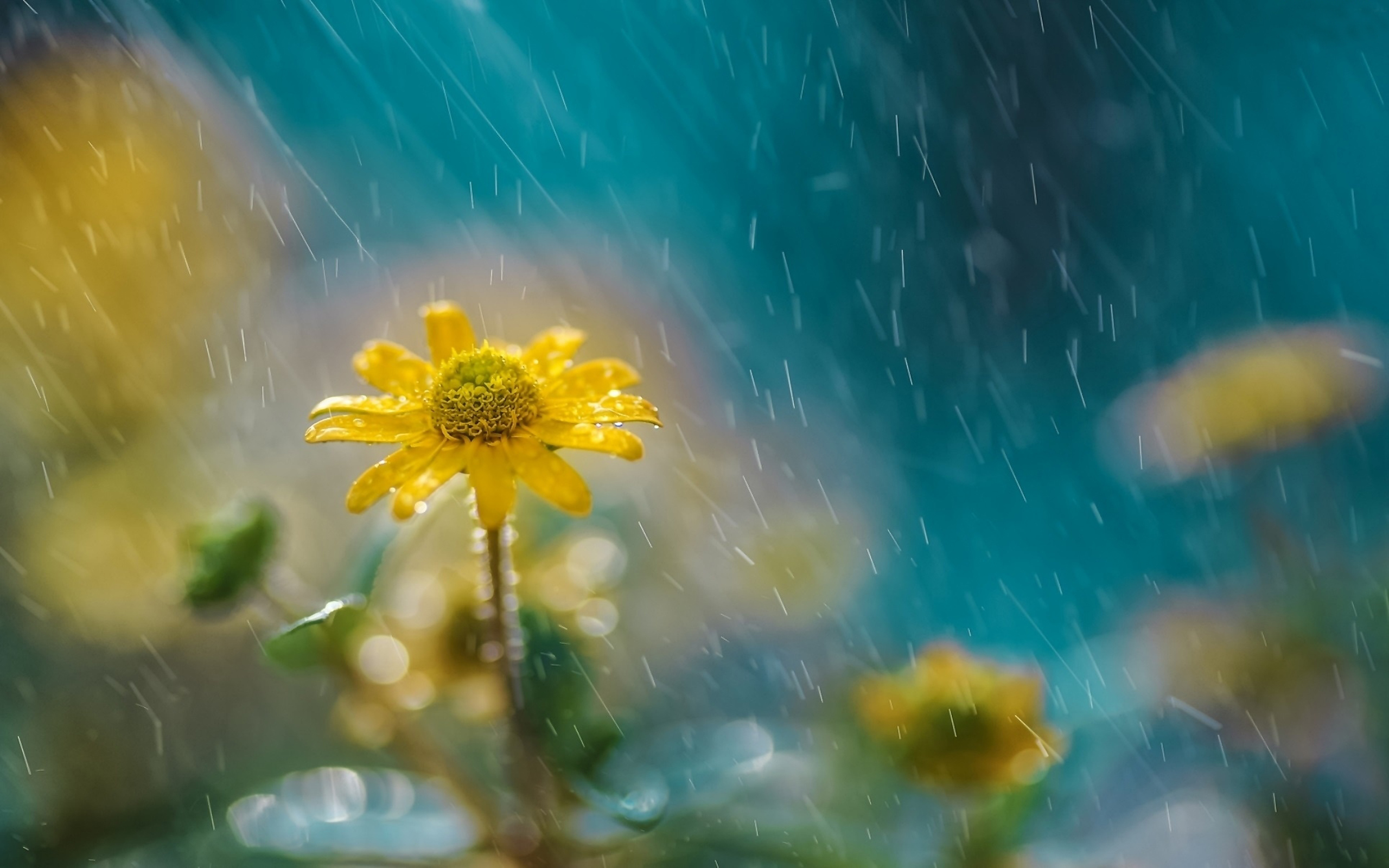 Rain Flowers Wallpapers - HD Wallpaper 