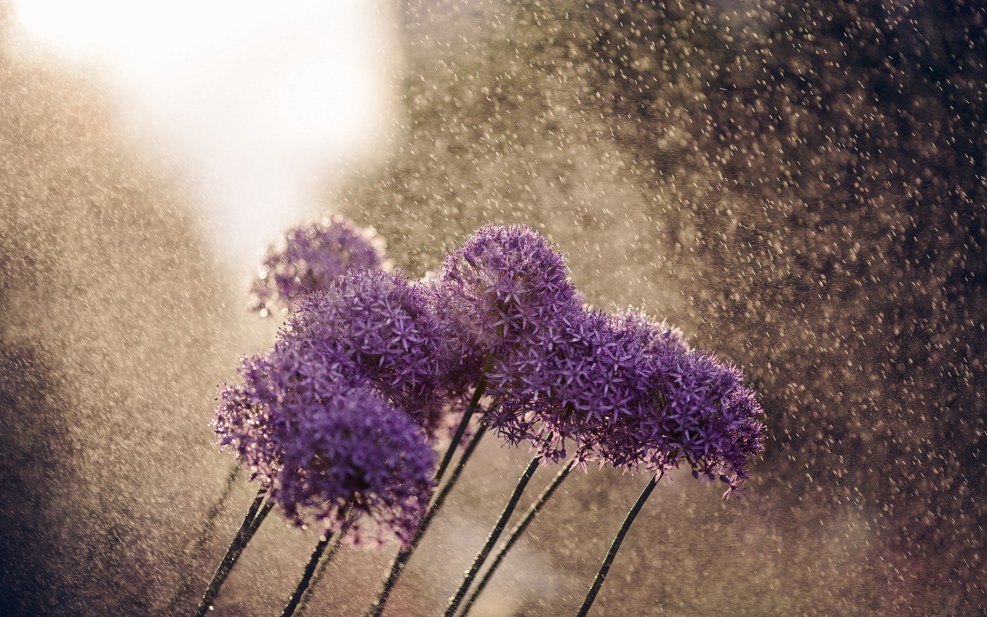 Purple Wallpaper Flower Rain - HD Wallpaper 