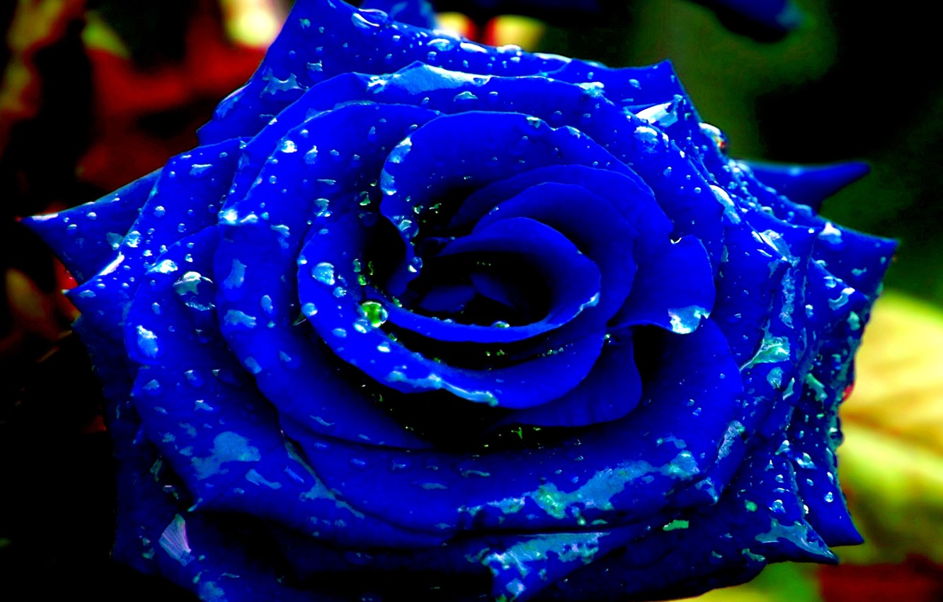 Photo Wallpaper Rose, Flower, Rain, Blue, Dew - Blue Rose Flower Photo Download - HD Wallpaper 