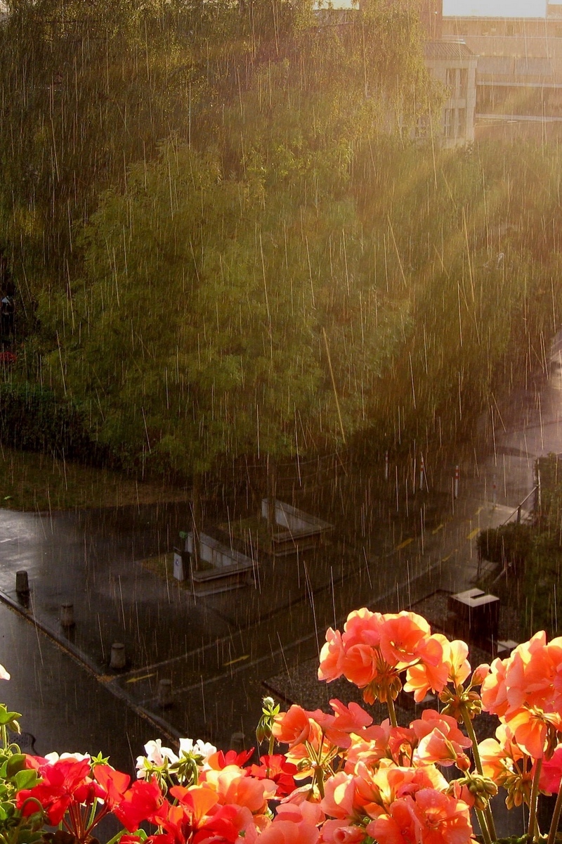 Wallpaper Rain, Heavy Rain, Flowers, Street, Balcony, - Rainy Flowers Iphone Background - HD Wallpaper 