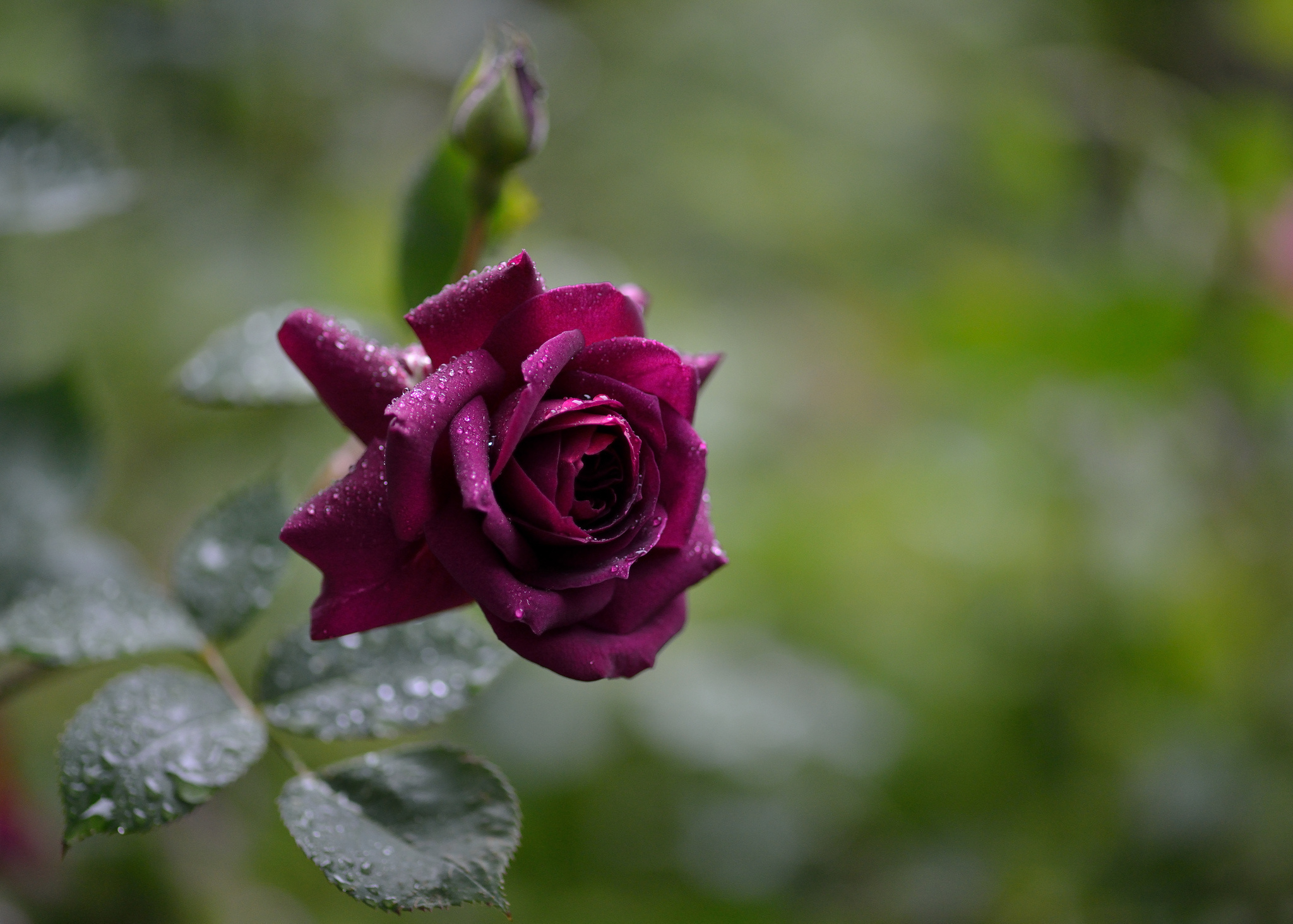 Drops Of Water Rose Maroon After Rain - Rain Drop In Rose - HD Wallpaper 