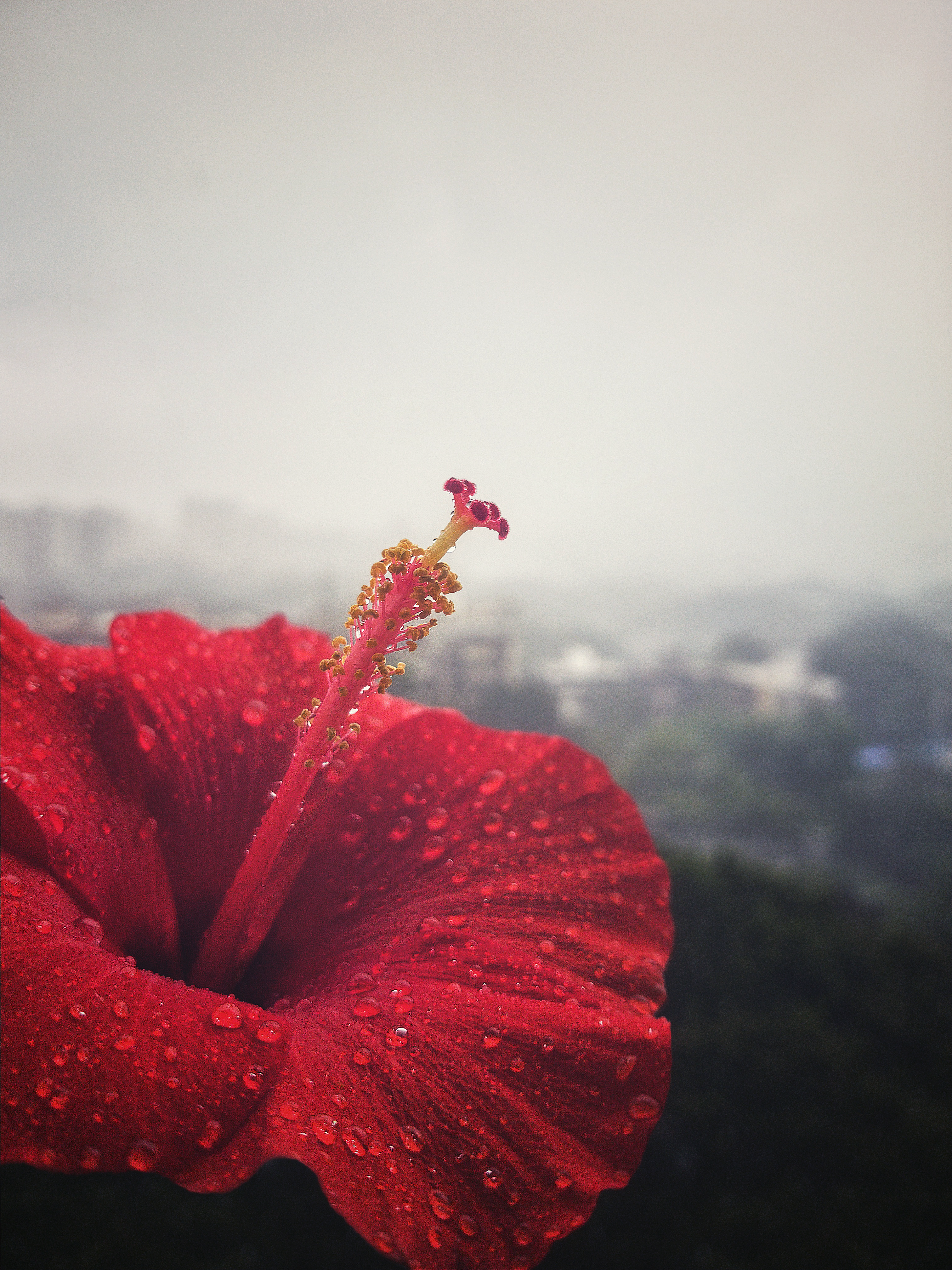 Rain Flowers Wallpapers - HD Wallpaper 