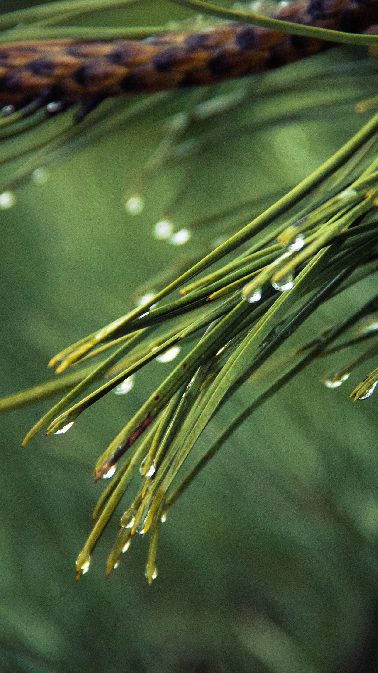 Rain Pine Tree Green Nature Mountain Android Wallpaper - HD Wallpaper 