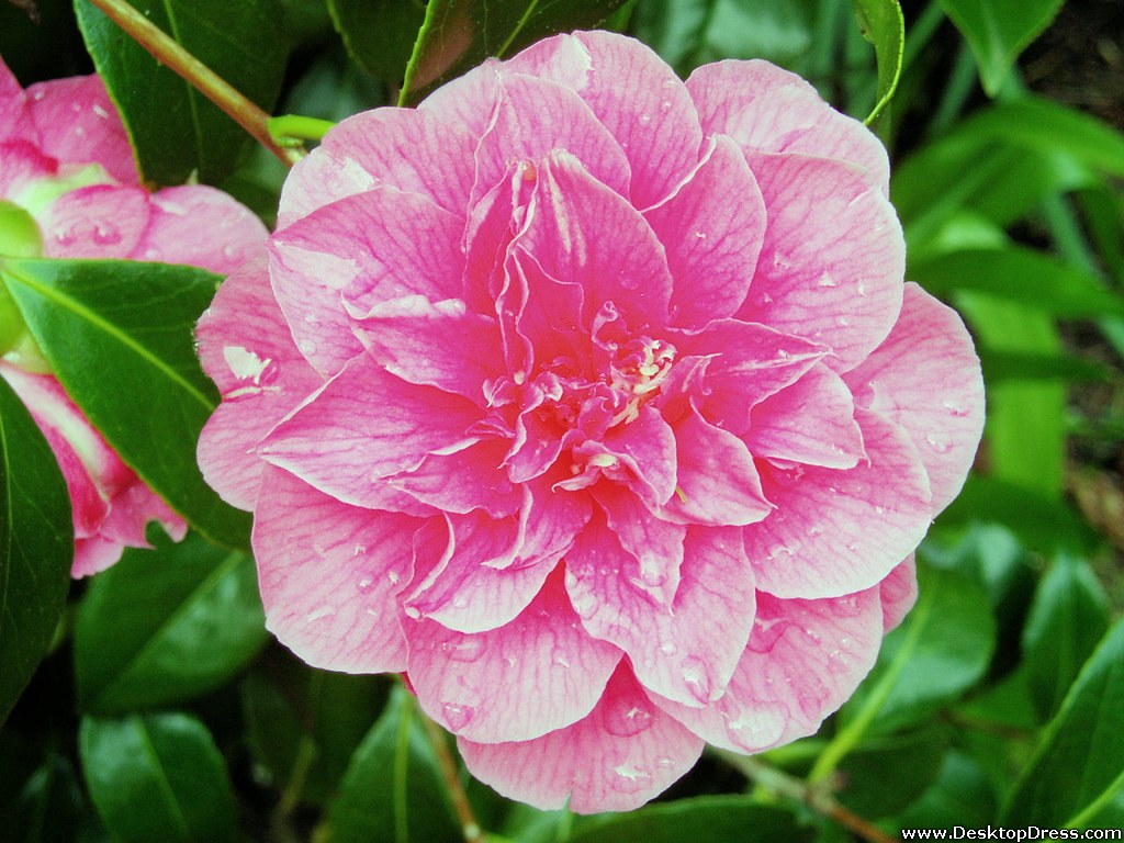 Camellia With Rain Drops - Common Peony - HD Wallpaper 