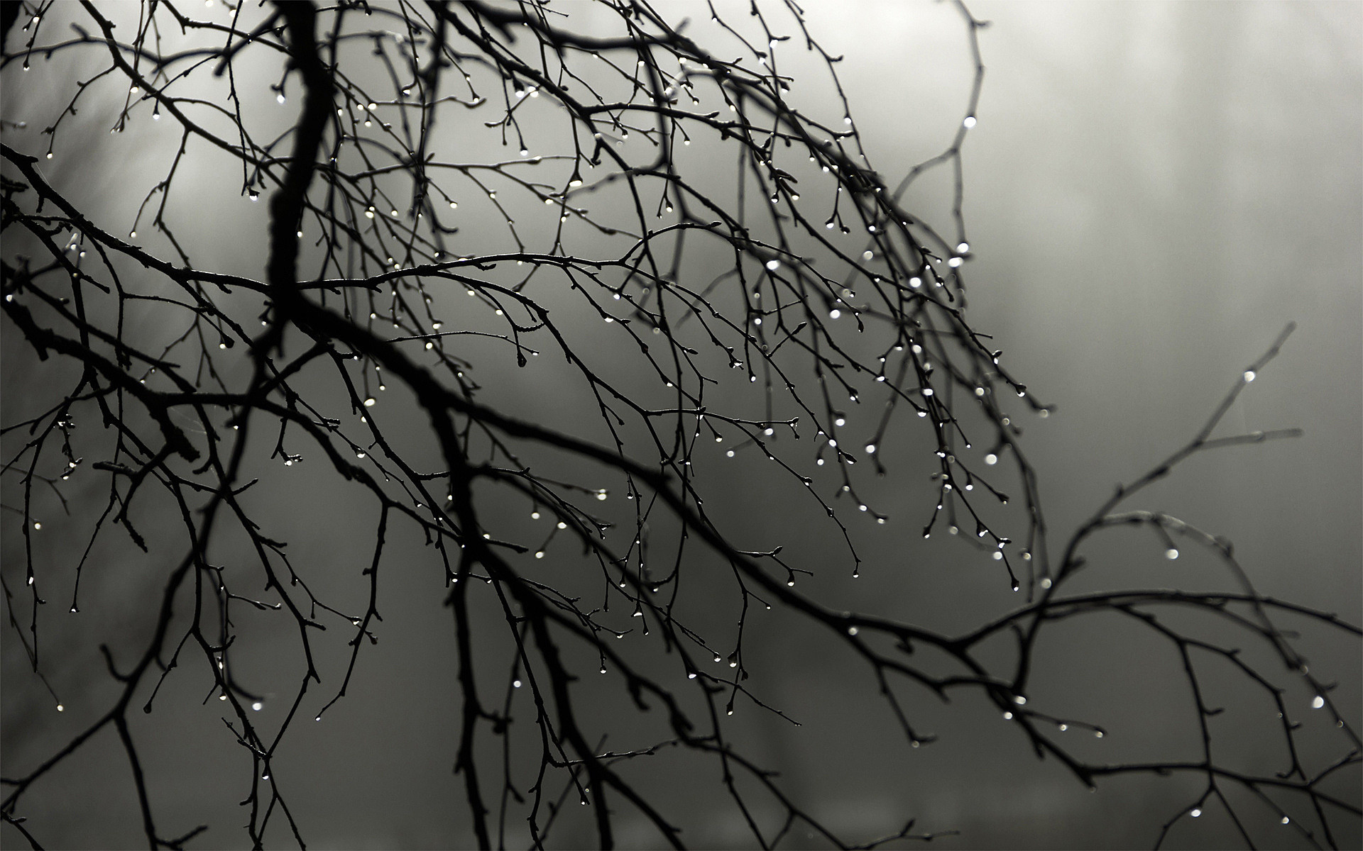 Rain Drops Wallpaper 
 Data-src - Rain Drops On Tree - HD Wallpaper 