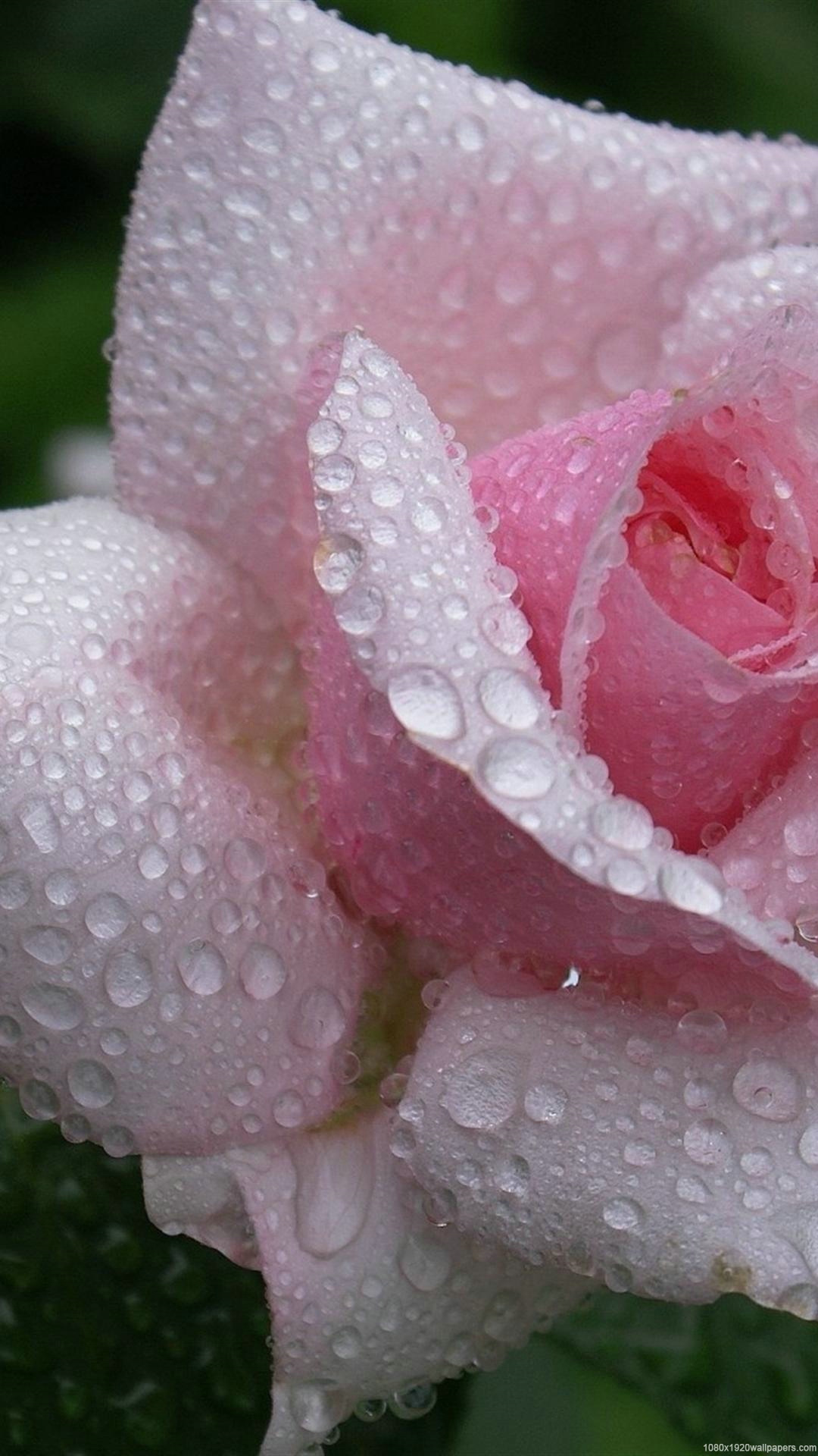 Flowers Beautiful Rose Leaf Rain Wallpapers Hd - Beautiful Rain Wallpaper For Android - HD Wallpaper 