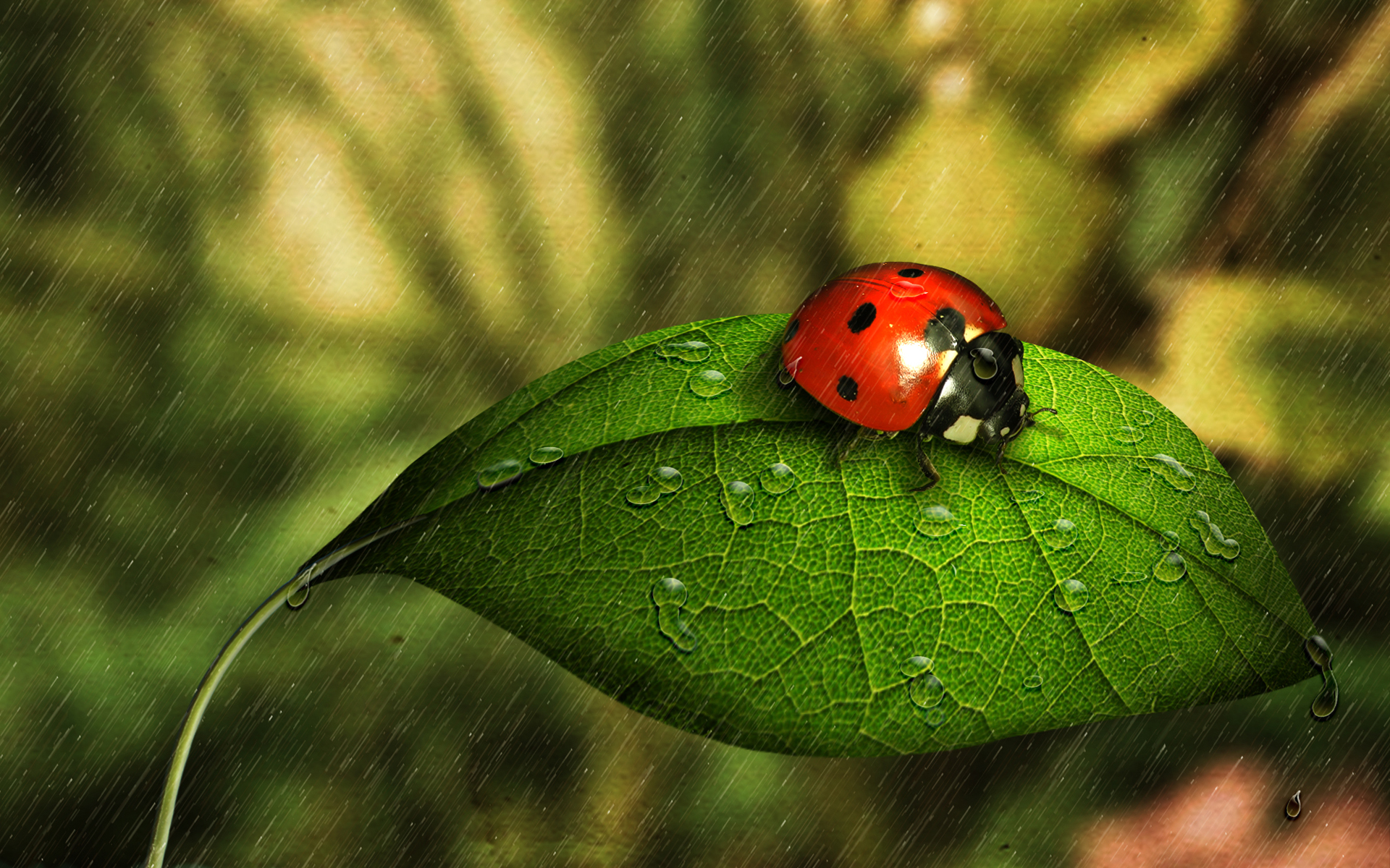 Ladybug On A Leaf - HD Wallpaper 