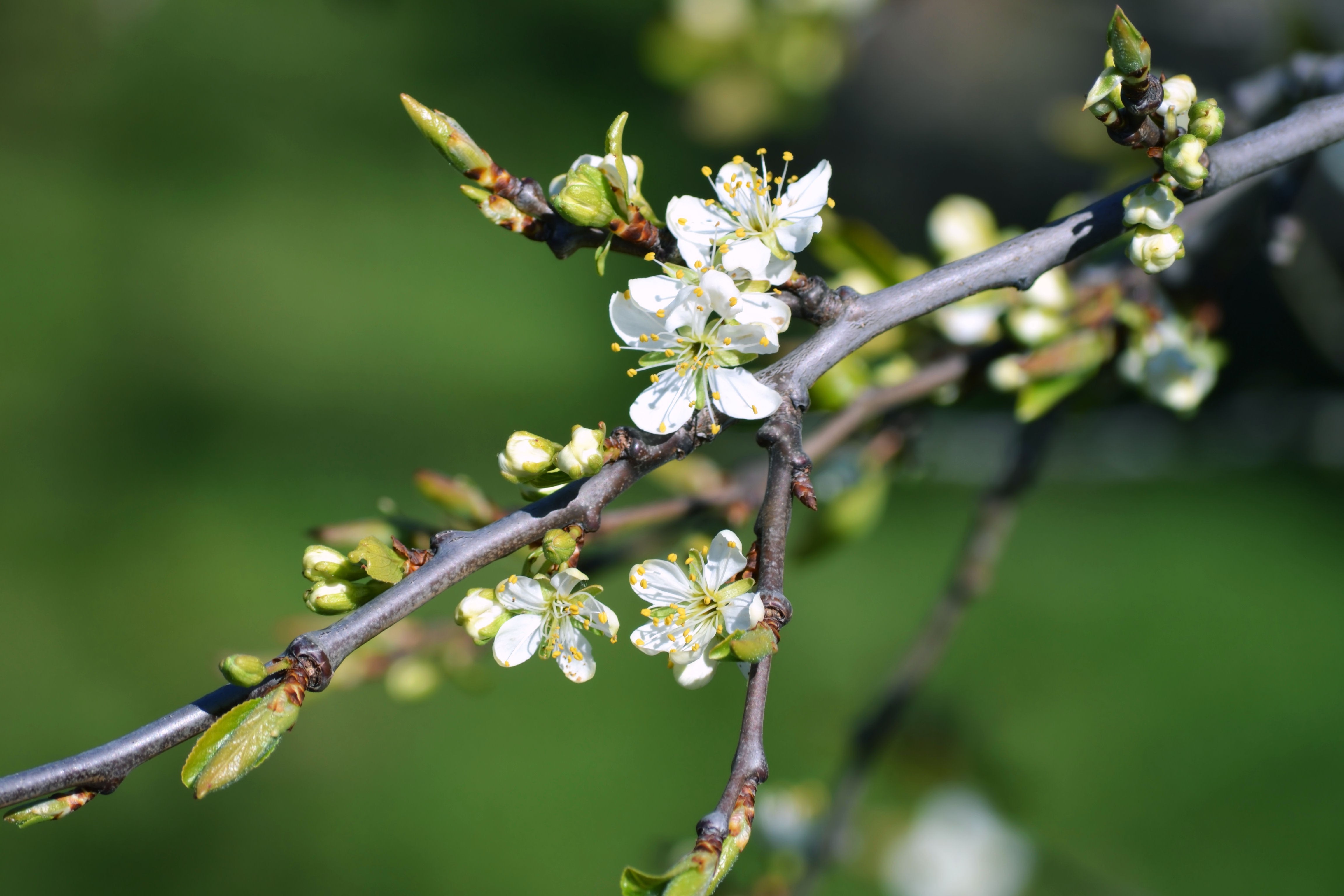 Rain Spring Wallpaper Hd - HD Wallpaper 