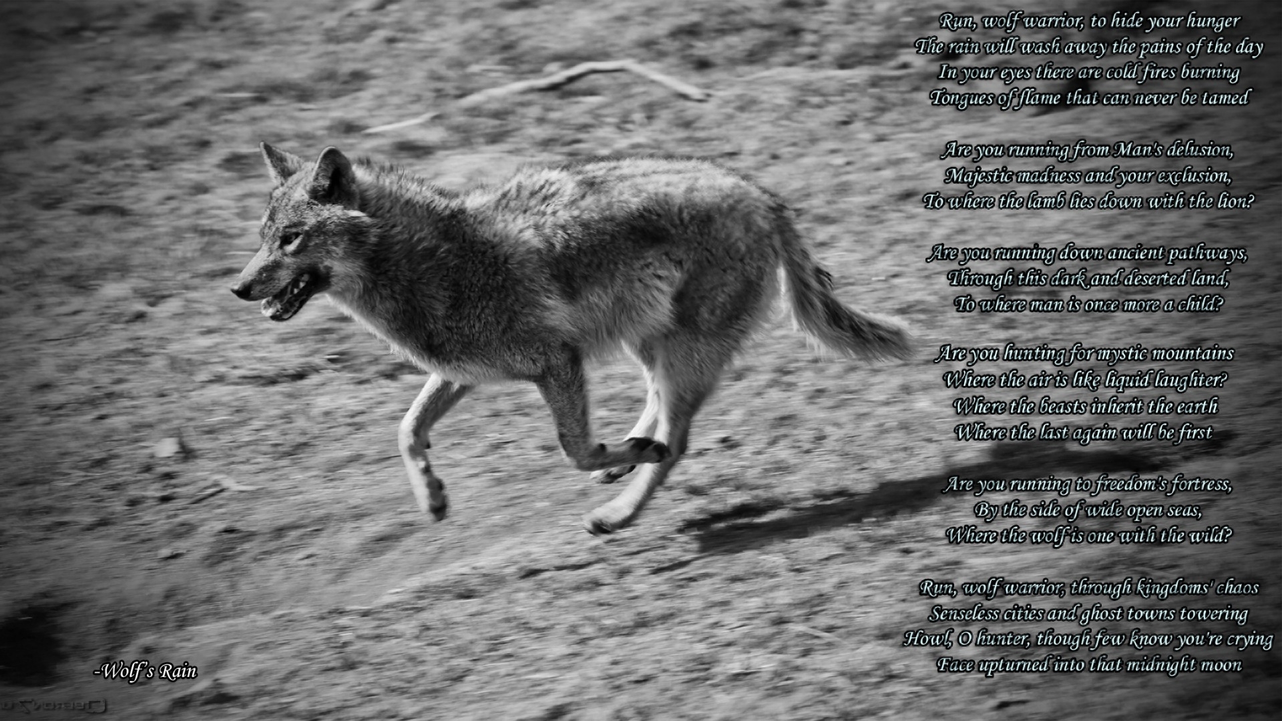 Running Wolfs Rain Wolf Runn - Czechoslovakian Wolfdog - HD Wallpaper 