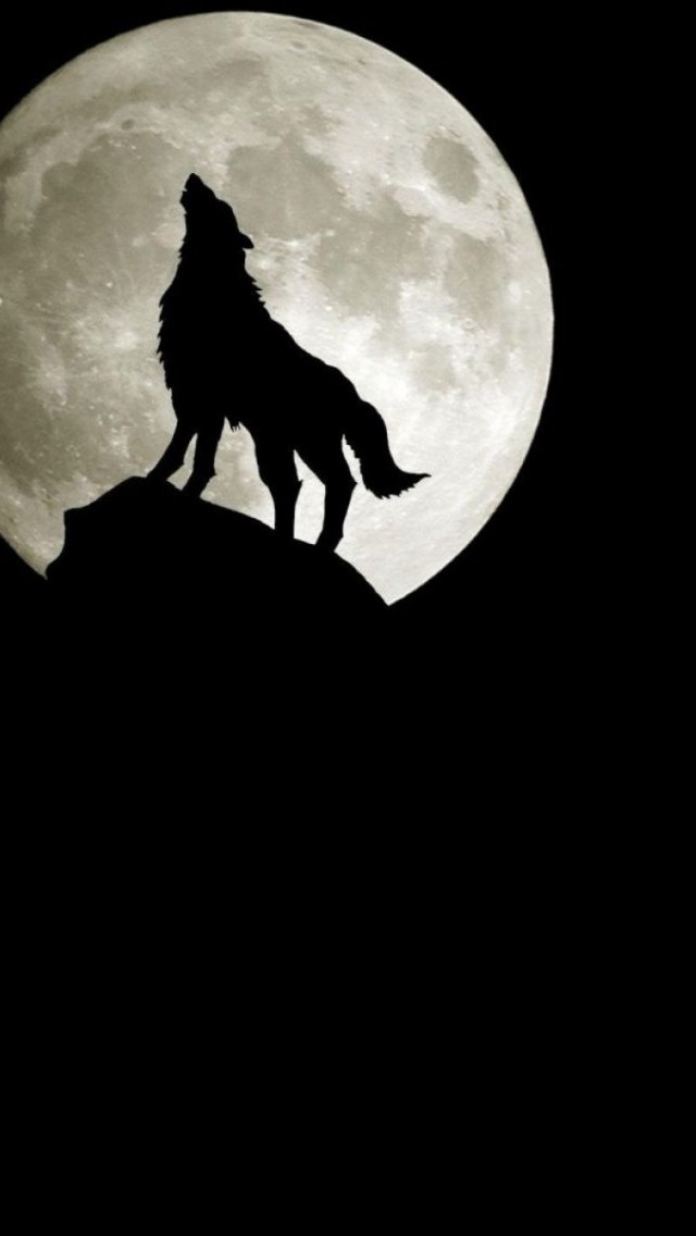 Wolf S Rain Iphone 5 / 5s / 5c Wallpaper - Wolf Moon - HD Wallpaper 