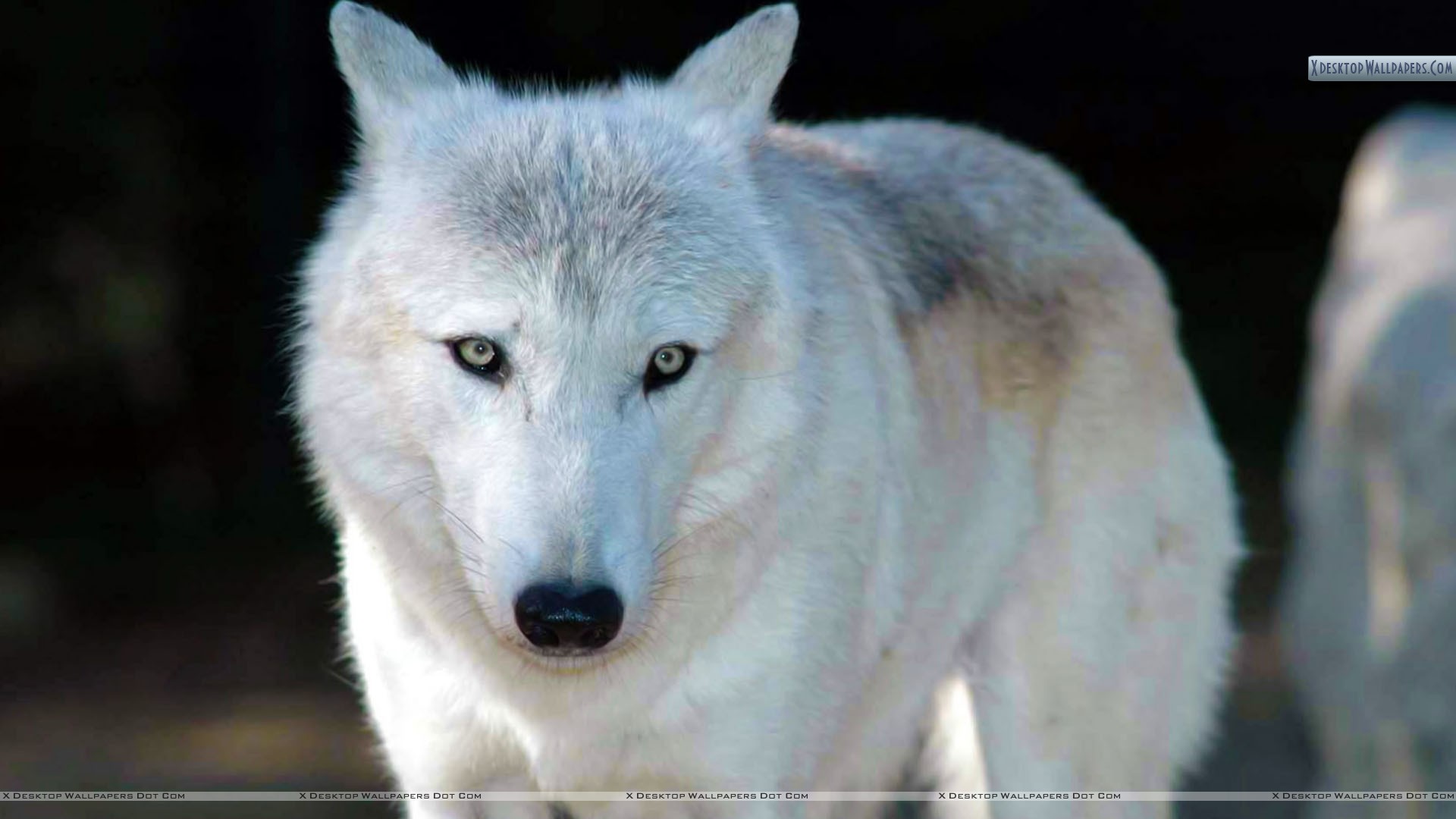 White Wolf Grey Eyes - HD Wallpaper 