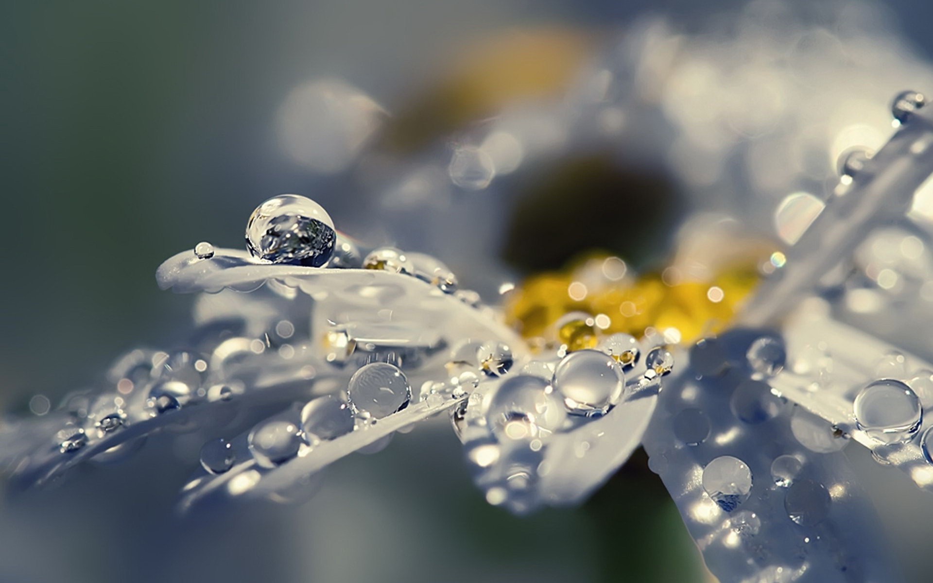 Flowers Raindrops Wallpaper Hd - HD Wallpaper 