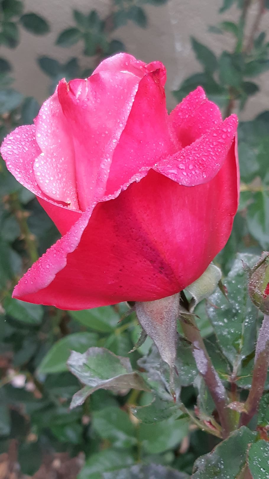 Rain Is A Great Rose, Red Roses, Beauty In Nature, - Garden Roses - HD Wallpaper 