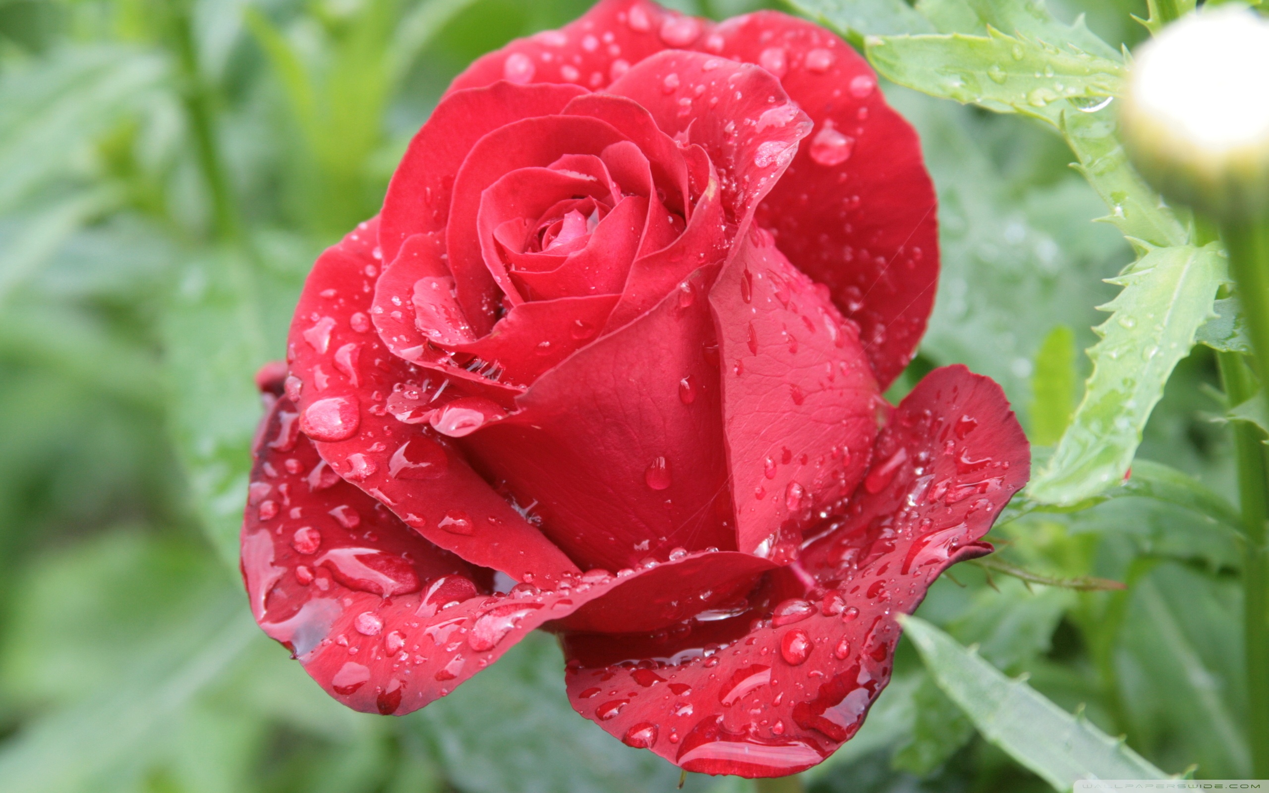 Beautiful Rose Hd Flowers - HD Wallpaper 