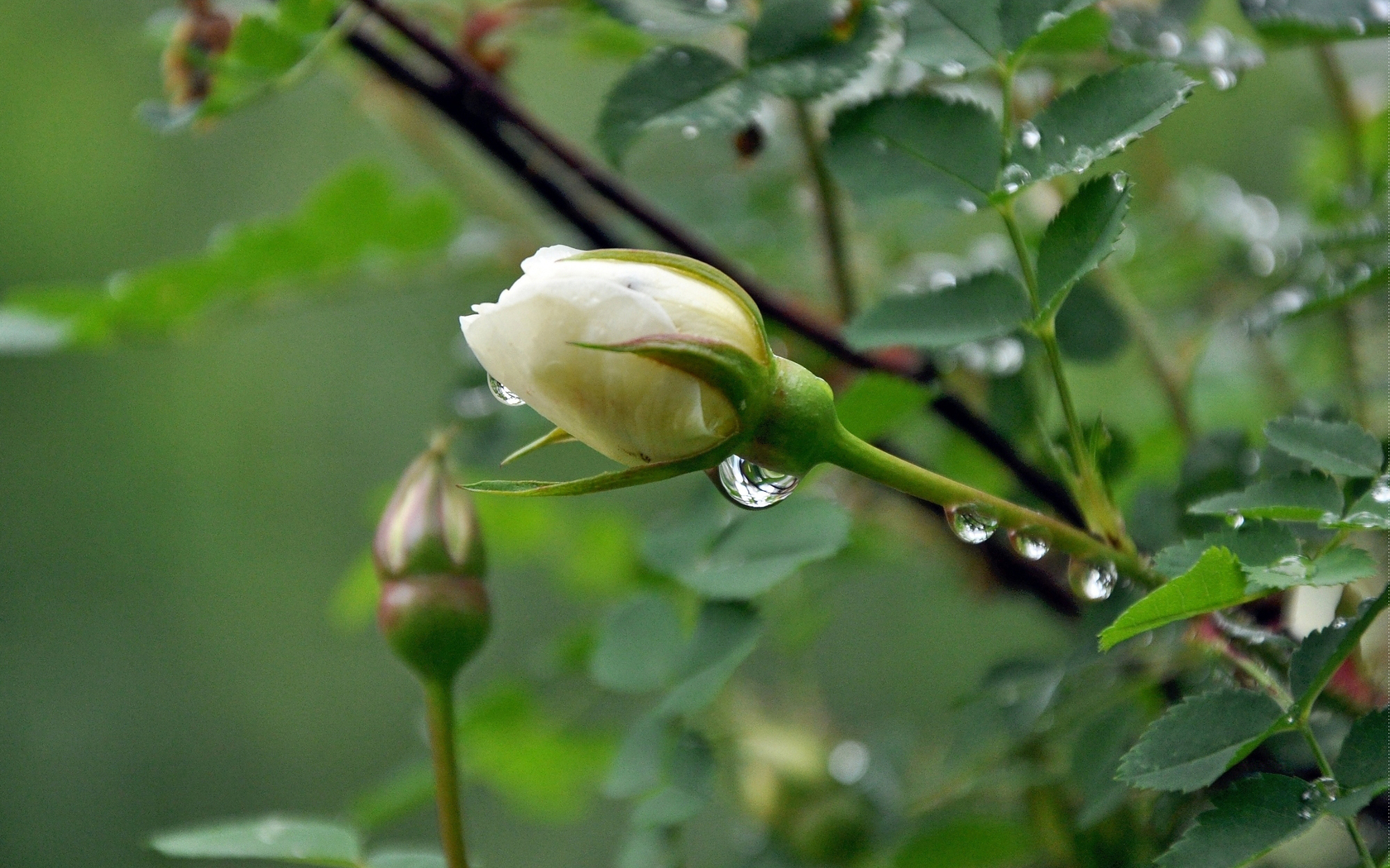 White Rose Bud After The Rain - Flowers After The Rain - HD Wallpaper 