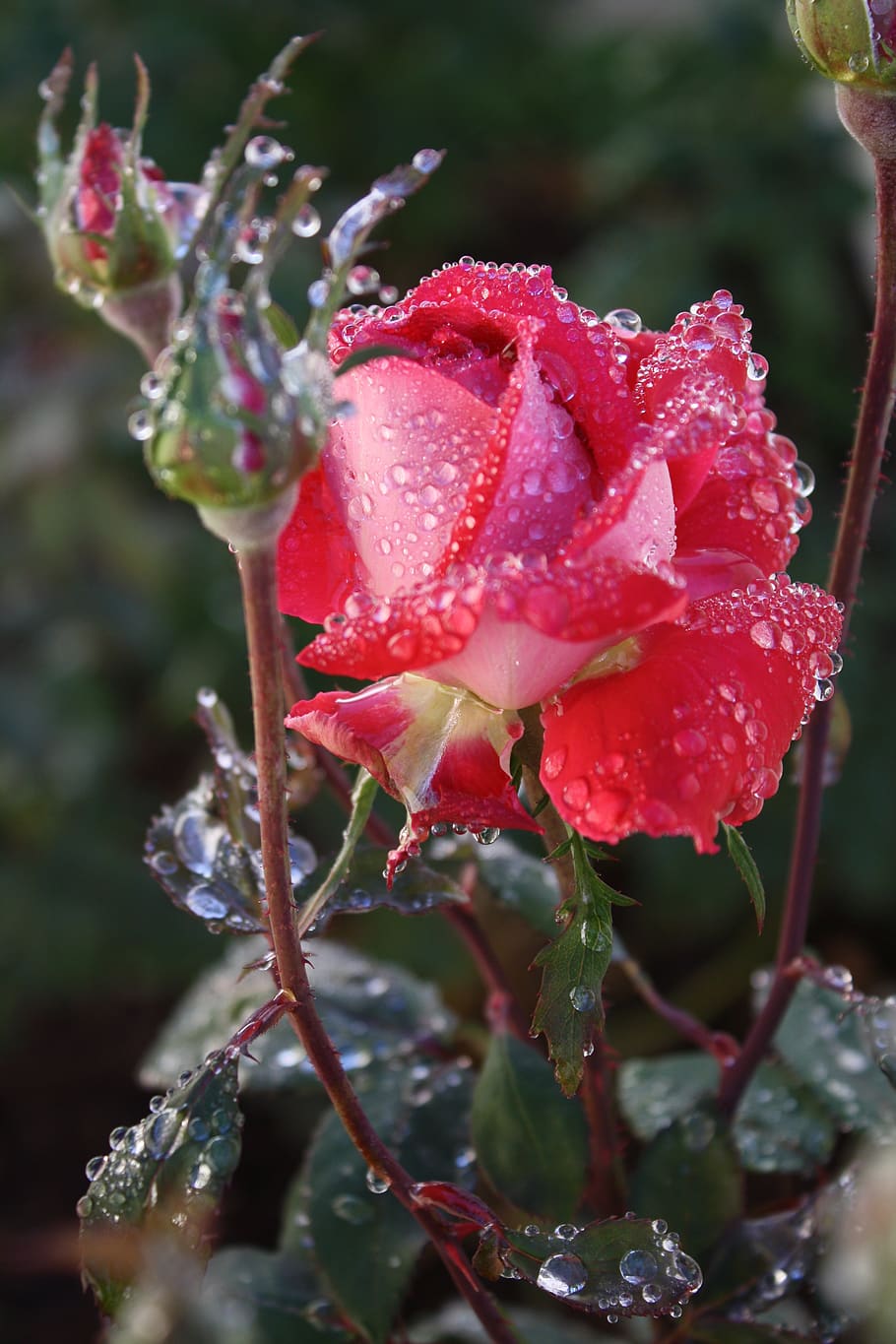 Roses, Rain, Bloom, Flower, Wet, Summer, Red, Nature, - HD Wallpaper 