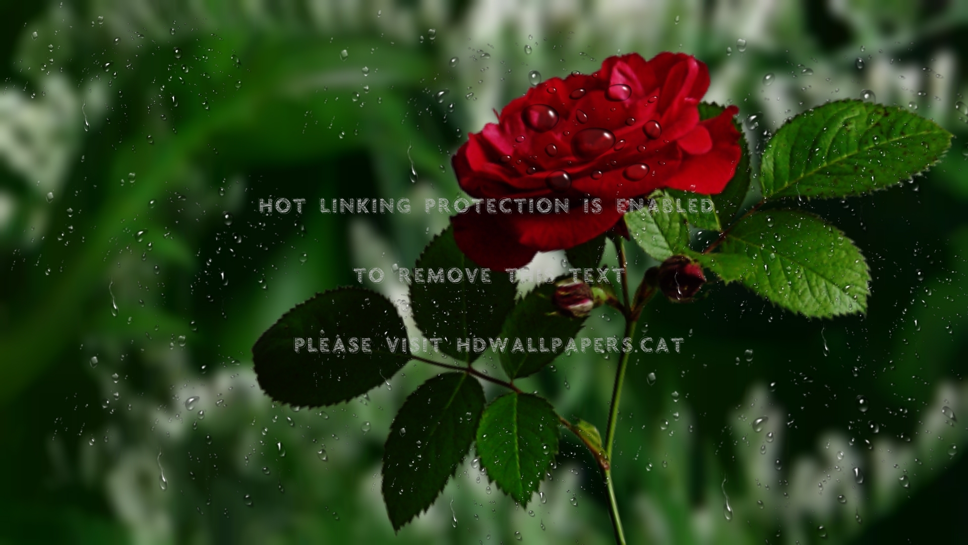 * Drops Water Red Rose Hd Wallpaper Rain - Water Background With Nature - HD Wallpaper 