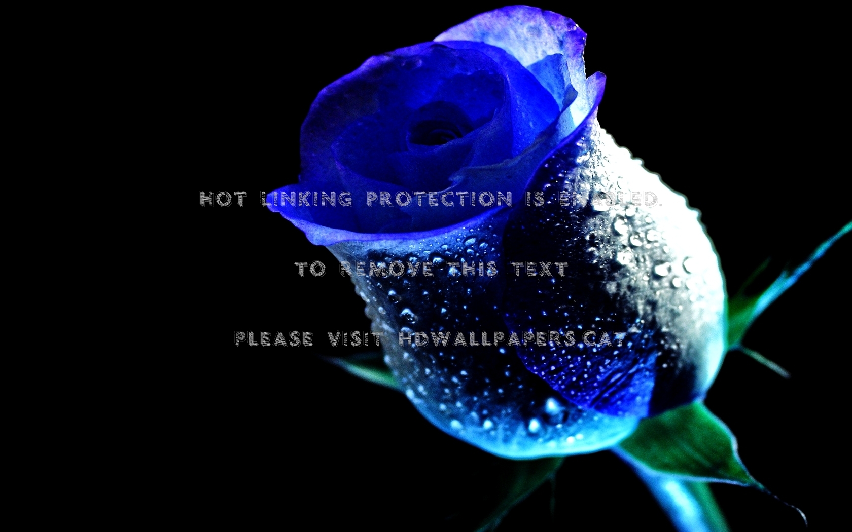 Rain On Rose Bum Blue Bluey My Nature - Quotes About Blue Rose - HD Wallpaper 