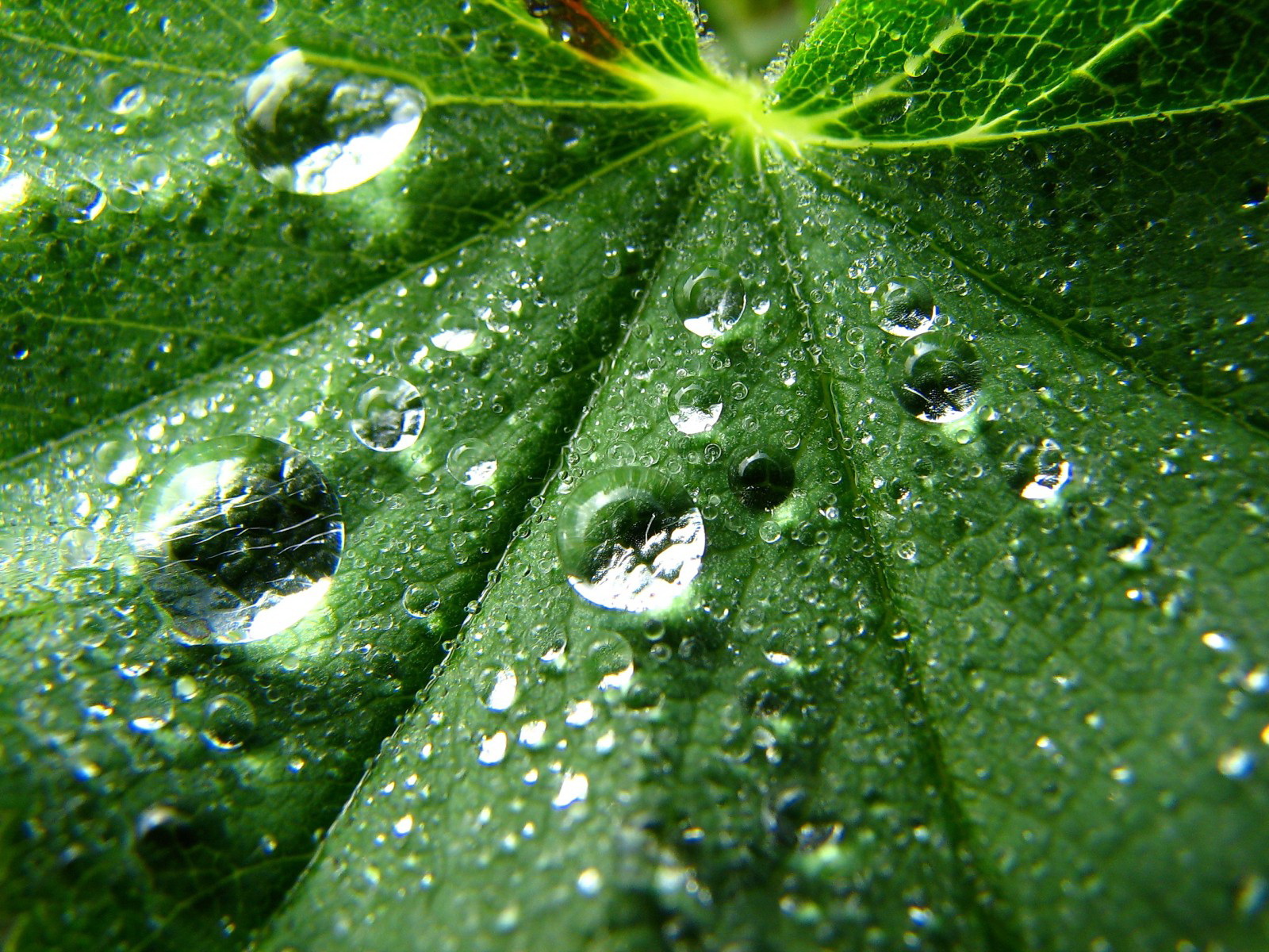 Desktop Wallpapers - HD Wallpaper 