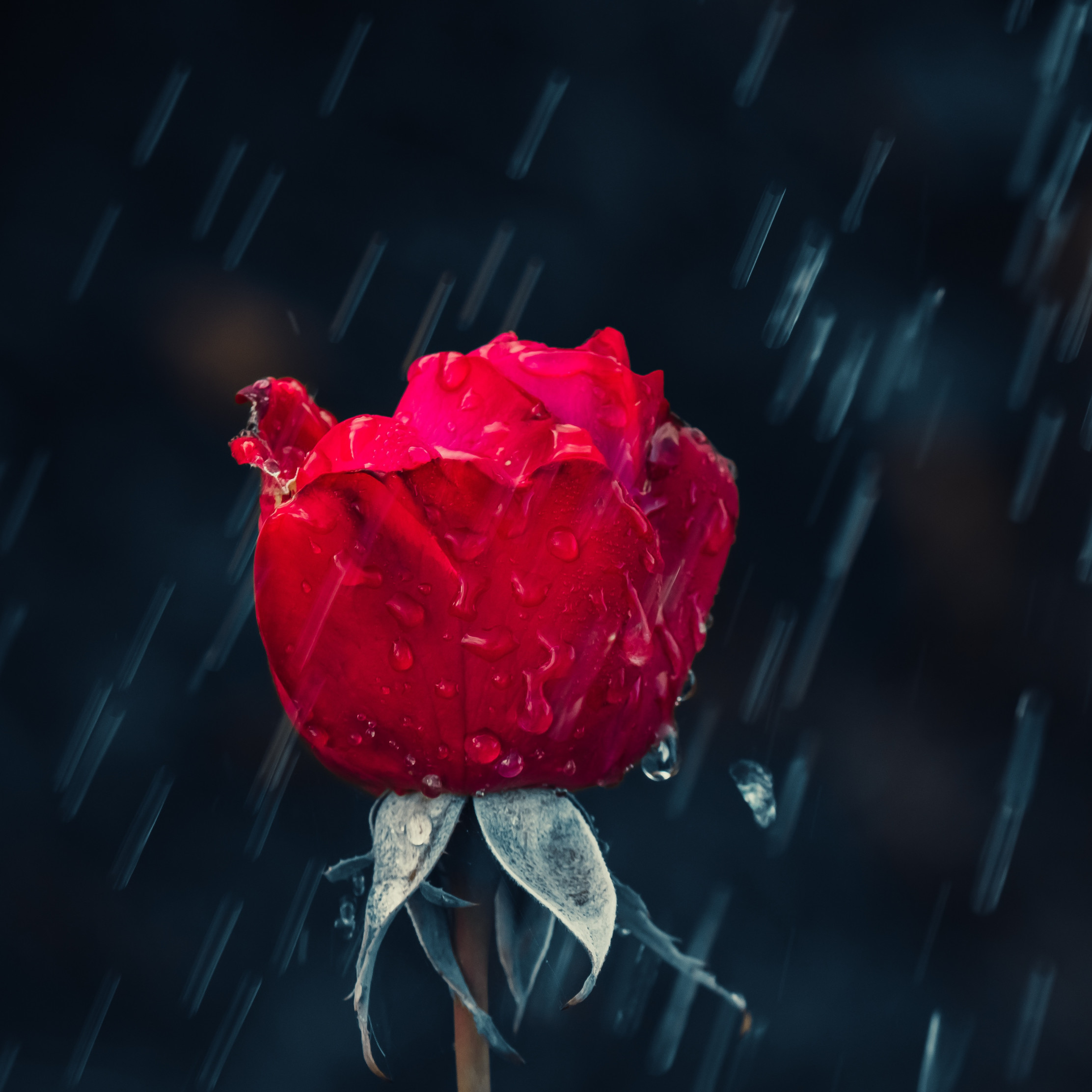Red Rose And Raindrops Wallpaper - HD Wallpaper 