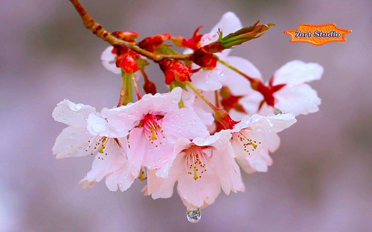 Cherry Bloom With Rain Drops - HD Wallpaper 