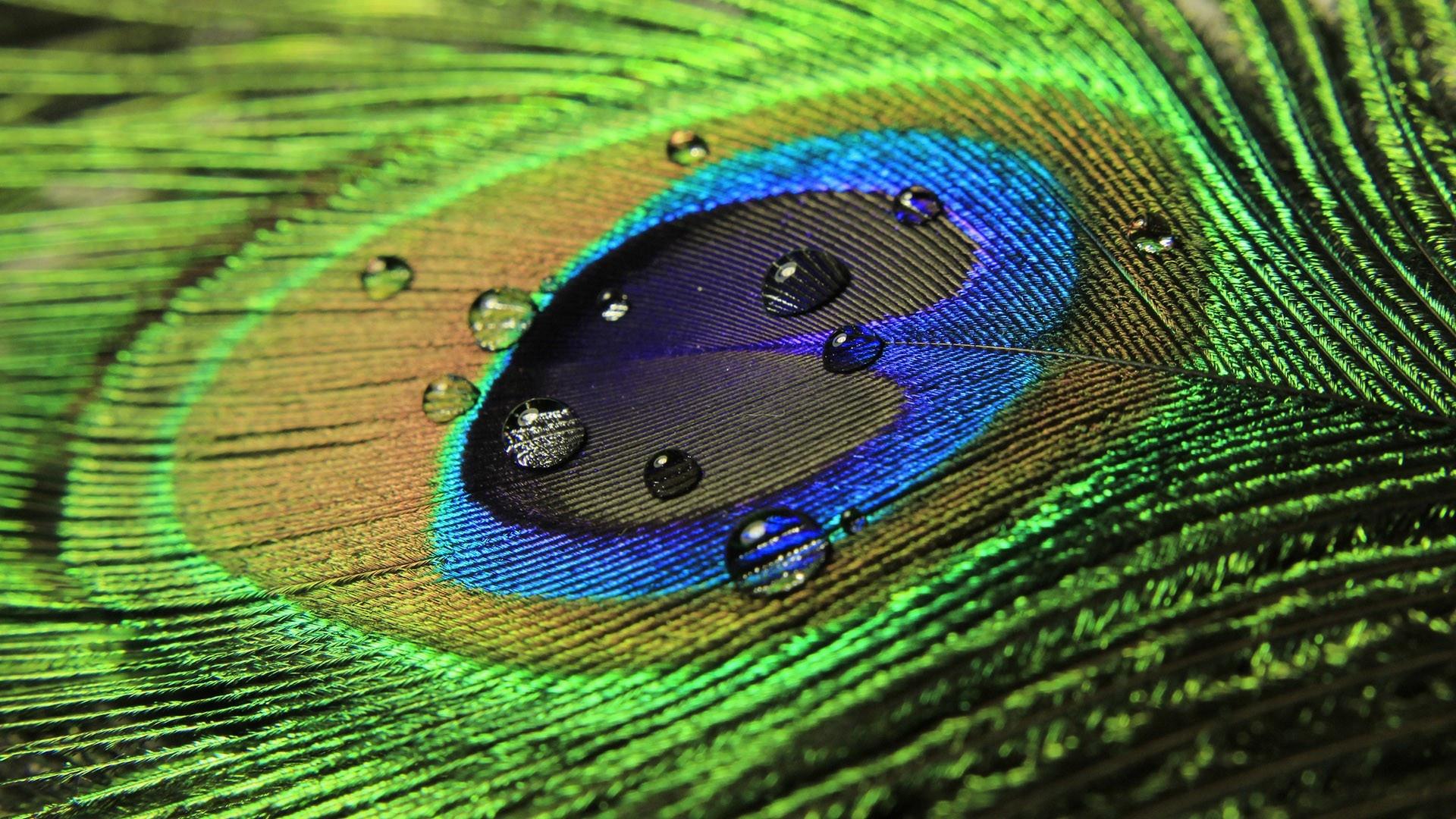 Download Wallpaper Beautiful Colorful Peacock Feather - 1080p Water Drop Wallpaper Hd - HD Wallpaper 