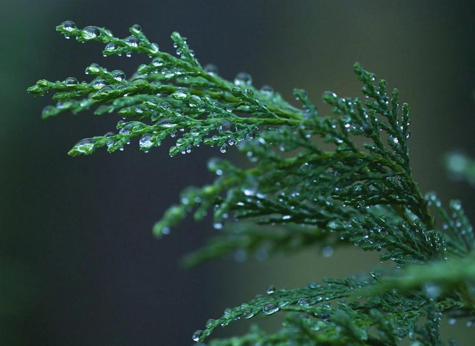 Raindrops On Cypress Wallpaper,evergreen Hd Wallpaper,forest - Cypress Australian Blue - HD Wallpaper 