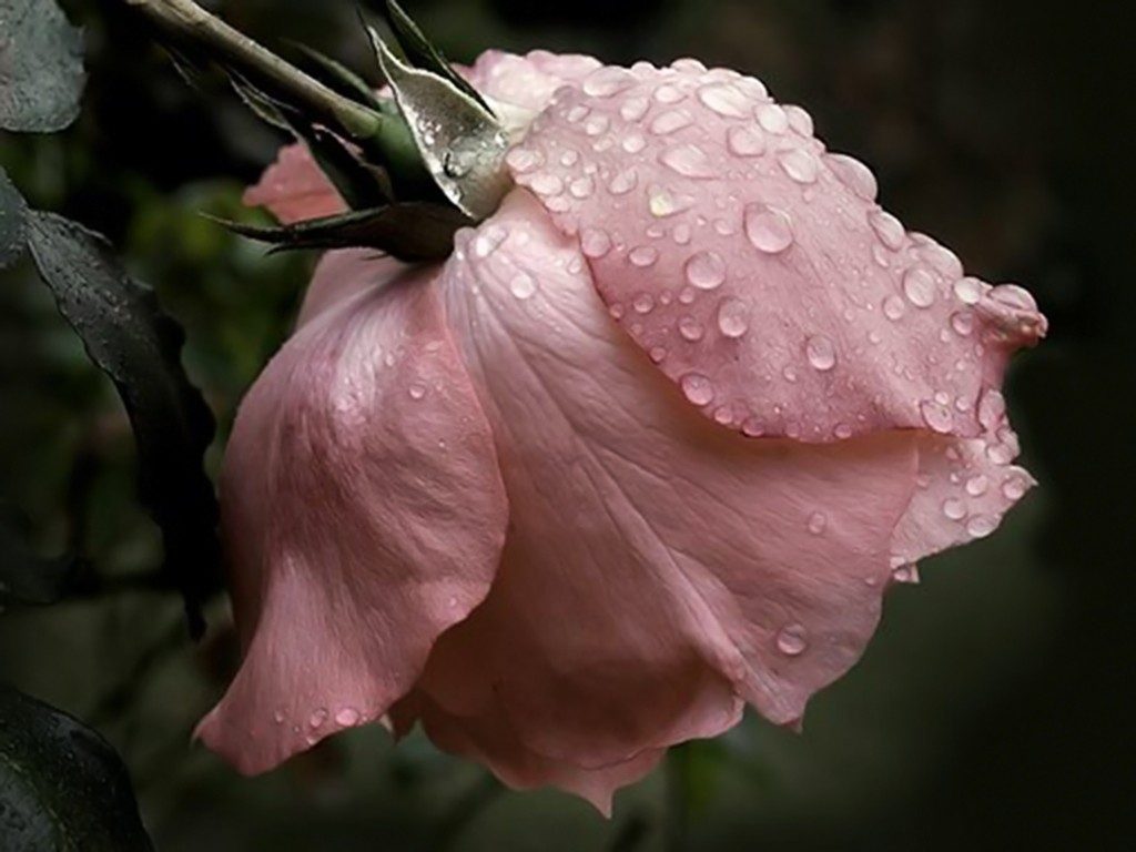 Flowers Pink Drops Flower Rain Rose Hd Pics Download - Chelsea Flower Show 2011 - HD Wallpaper 