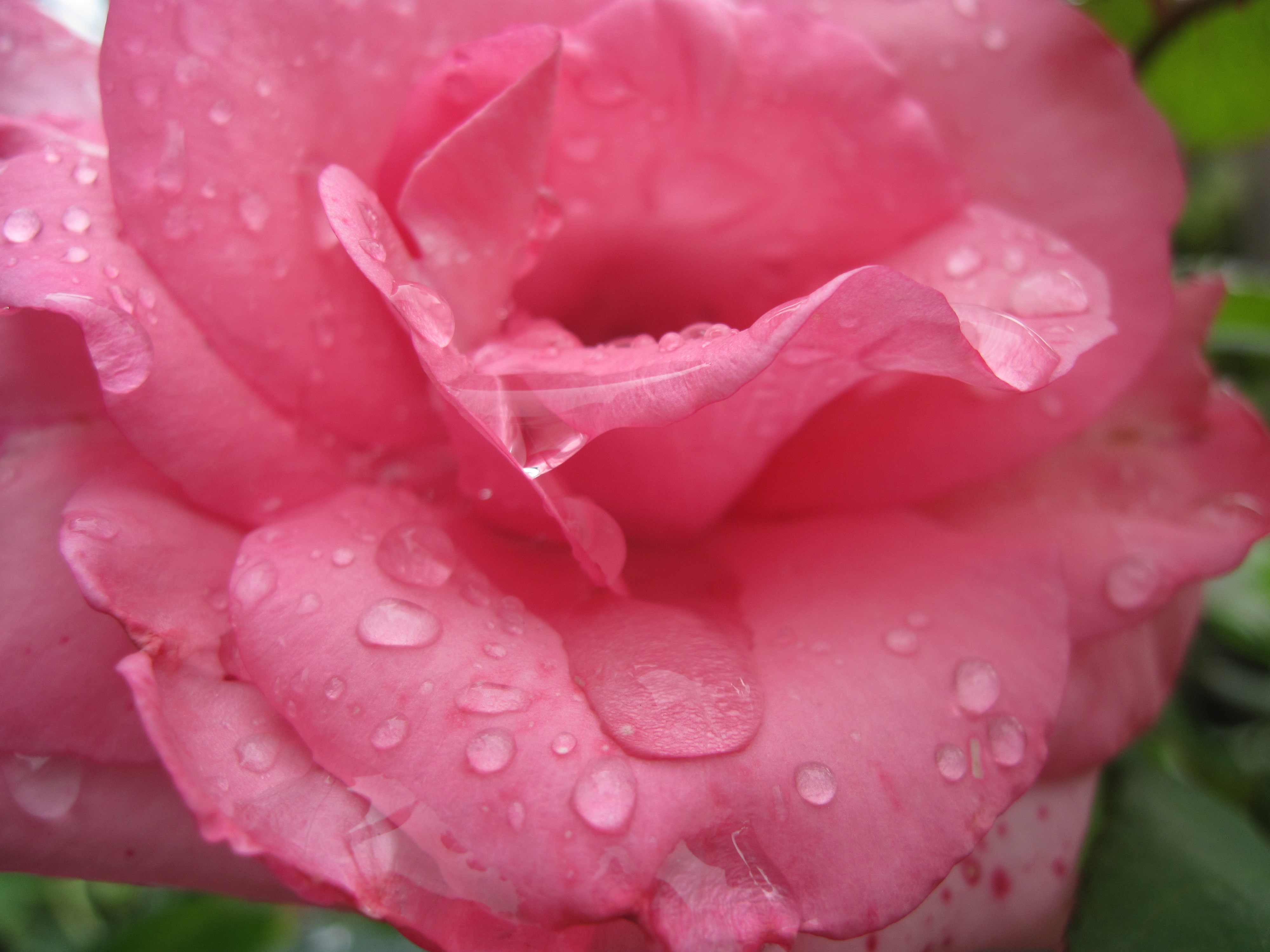 Pink Rose With Rain Drops Close-up, Beautiful, Nature, - Pink Roses In Rain - HD Wallpaper 