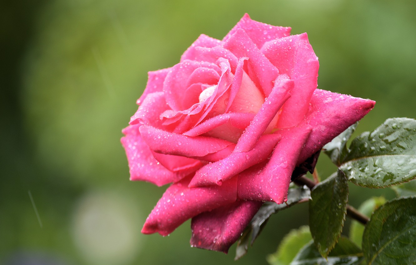 Photo Wallpaper Flower, Leaves, Drops, Background, - Rain Wallpaper Pink Rose - HD Wallpaper 