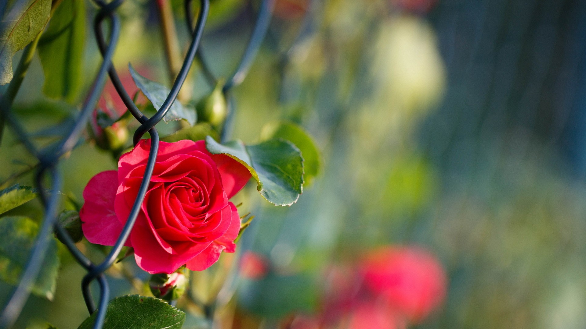 Free Red Rose Flowers In The Rain, Computer Desktop - Nature Rose Wallpaper Flowers - HD Wallpaper 