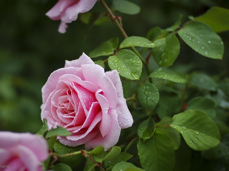 A Rose After The Rain Wallpaper - Wallpaper - HD Wallpaper 