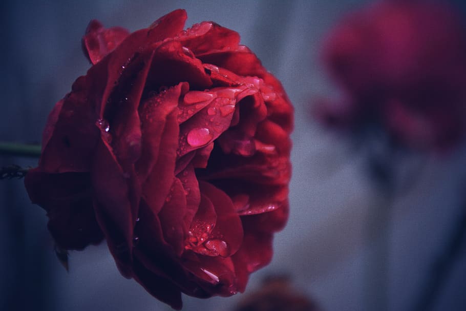 Rose, Red, Rain, Drops, Nature, Flower, Romantic, Love, - Rumi Flower Quotes - HD Wallpaper 