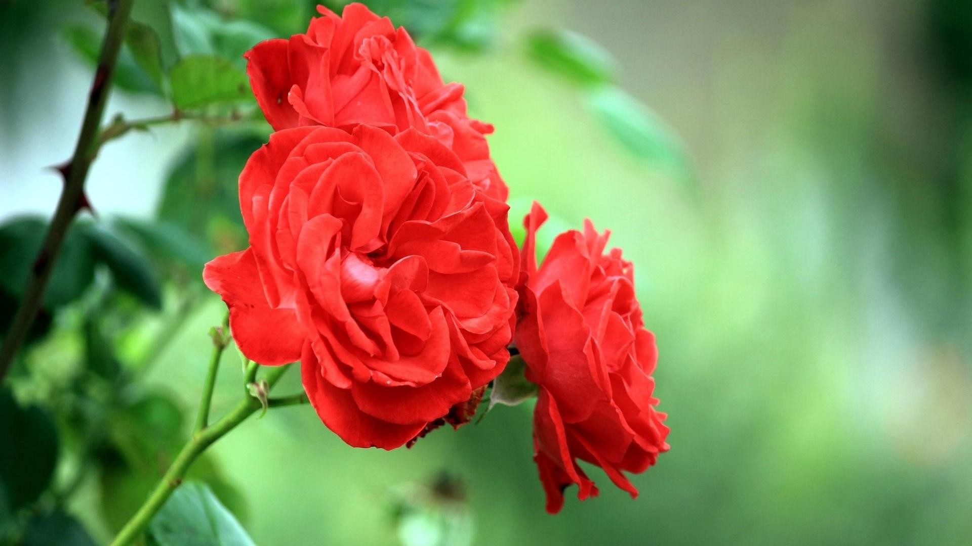 Red Rose Wallpaper 
 Data-src /w/full/7/9/c/287366 - Rose Background Flower Garden - HD Wallpaper 