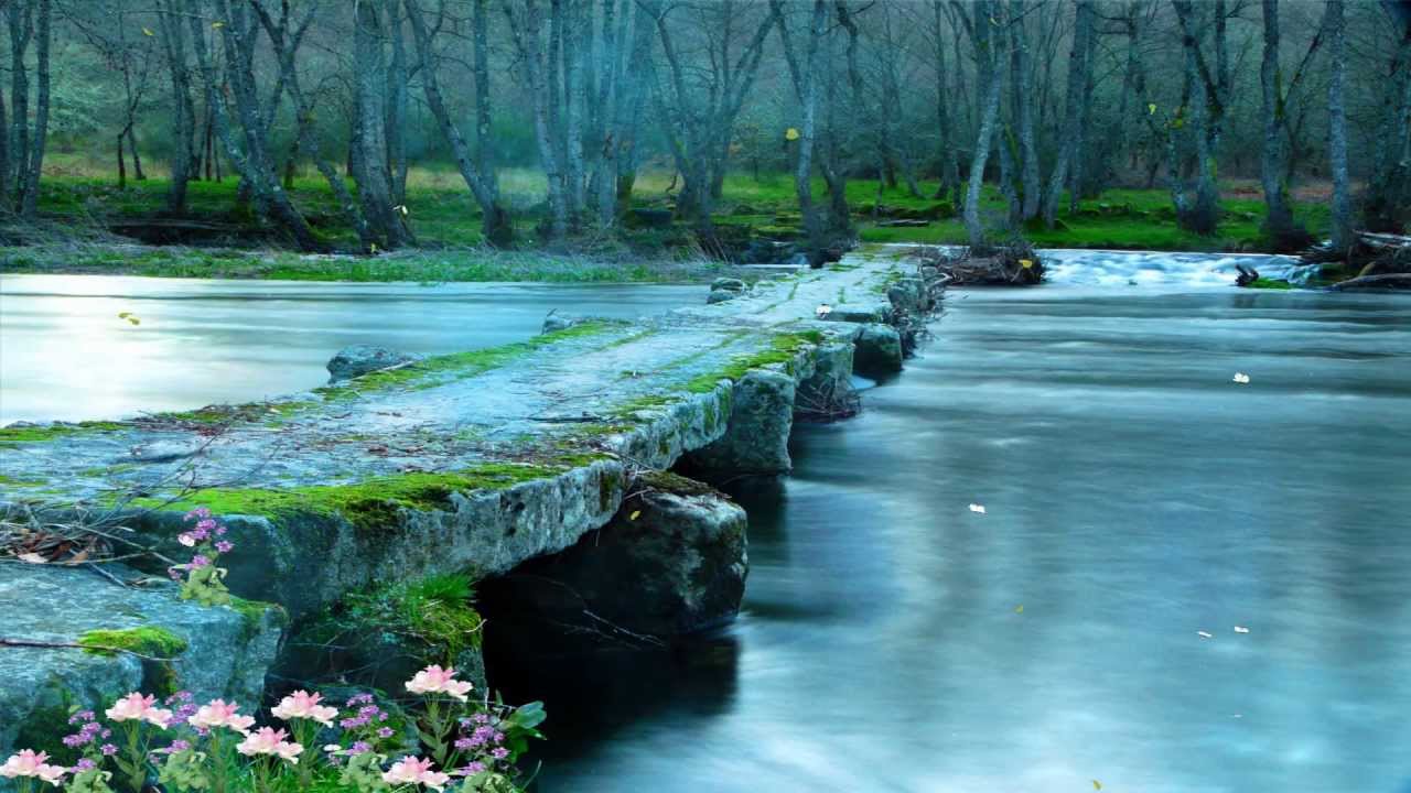 Animated Wallpaper Forest Full Hd - HD Wallpaper 