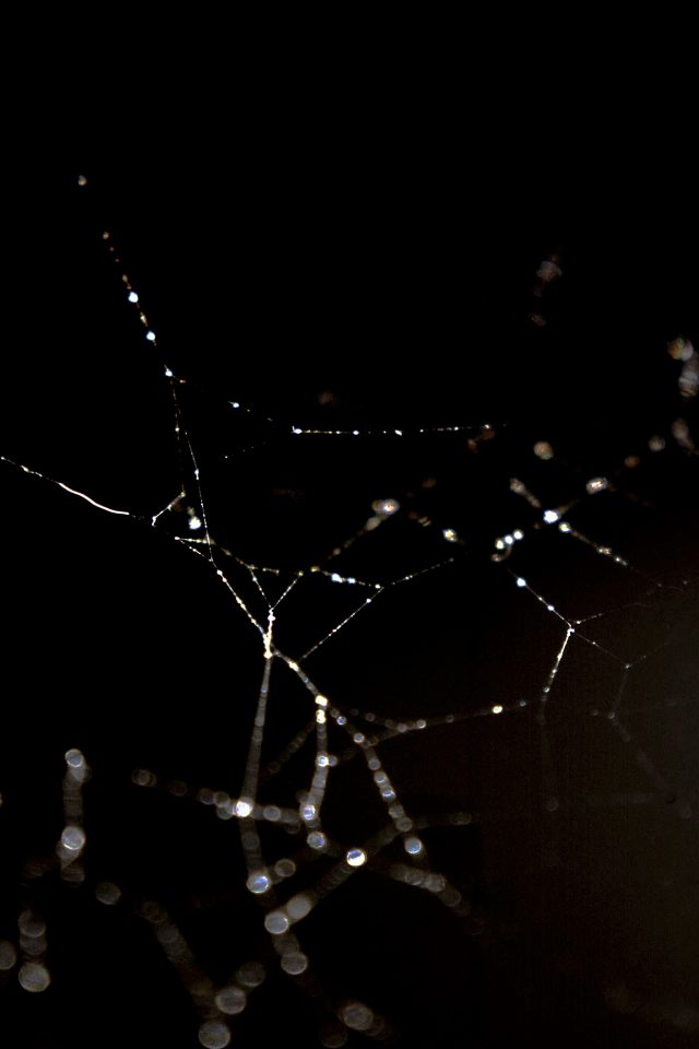 Spider Web Nature Rain Water Pattern Bw Dark Iphone - Spider Wallpaper Iphone 6 - HD Wallpaper 