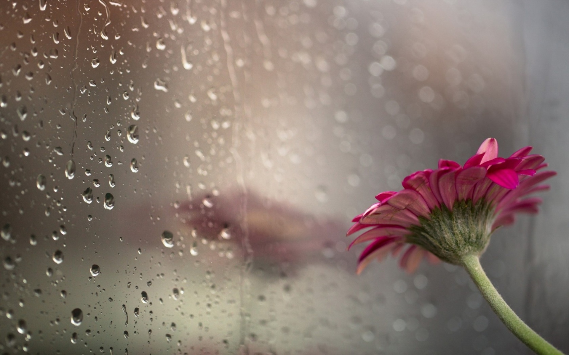Drops Flower Glass Rain Bokeh - Rain Desktop Wallpaper Hd - HD Wallpaper 