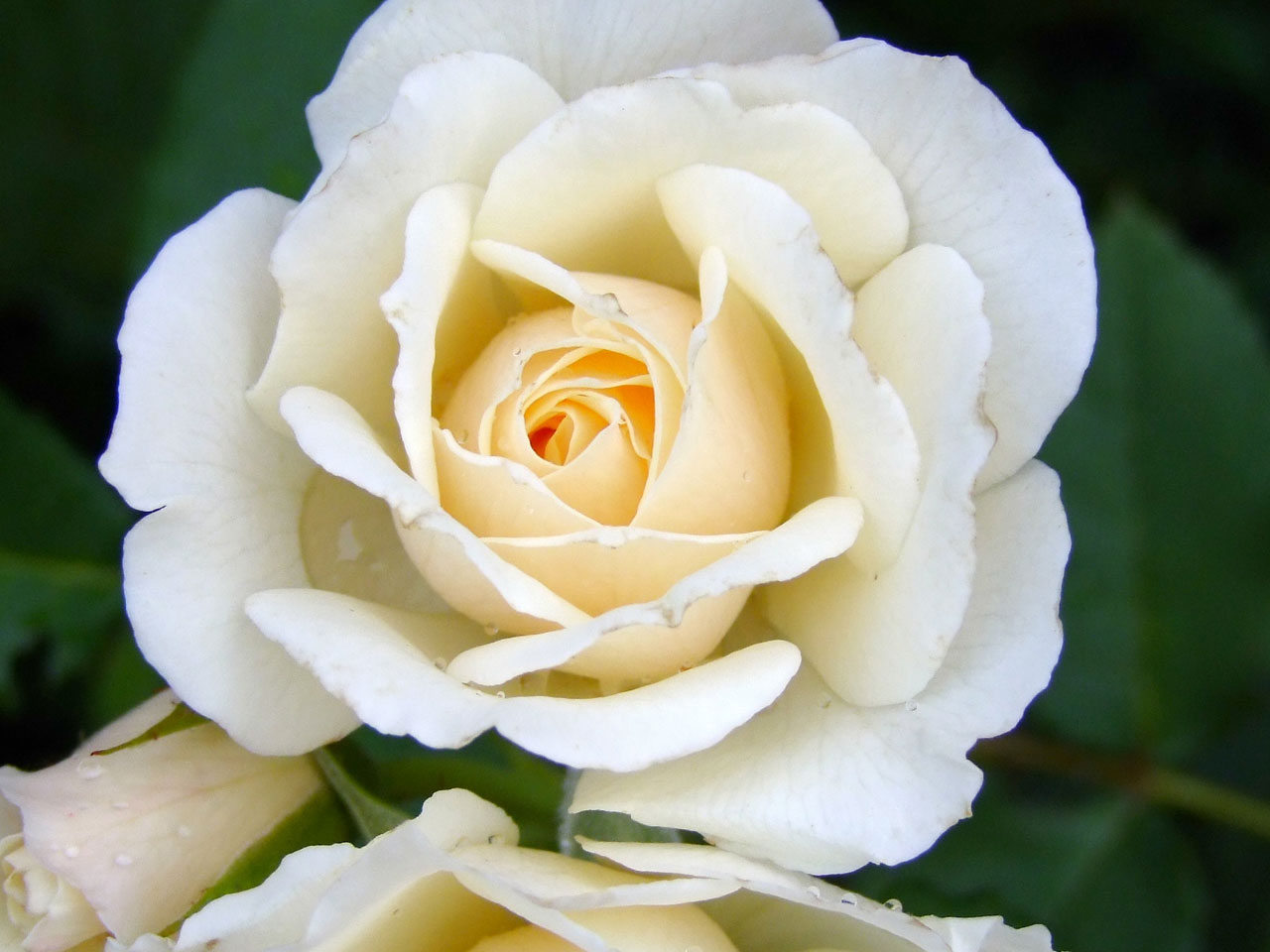 Rain Rose Tender Free Photo - White Rose Photography - HD Wallpaper 